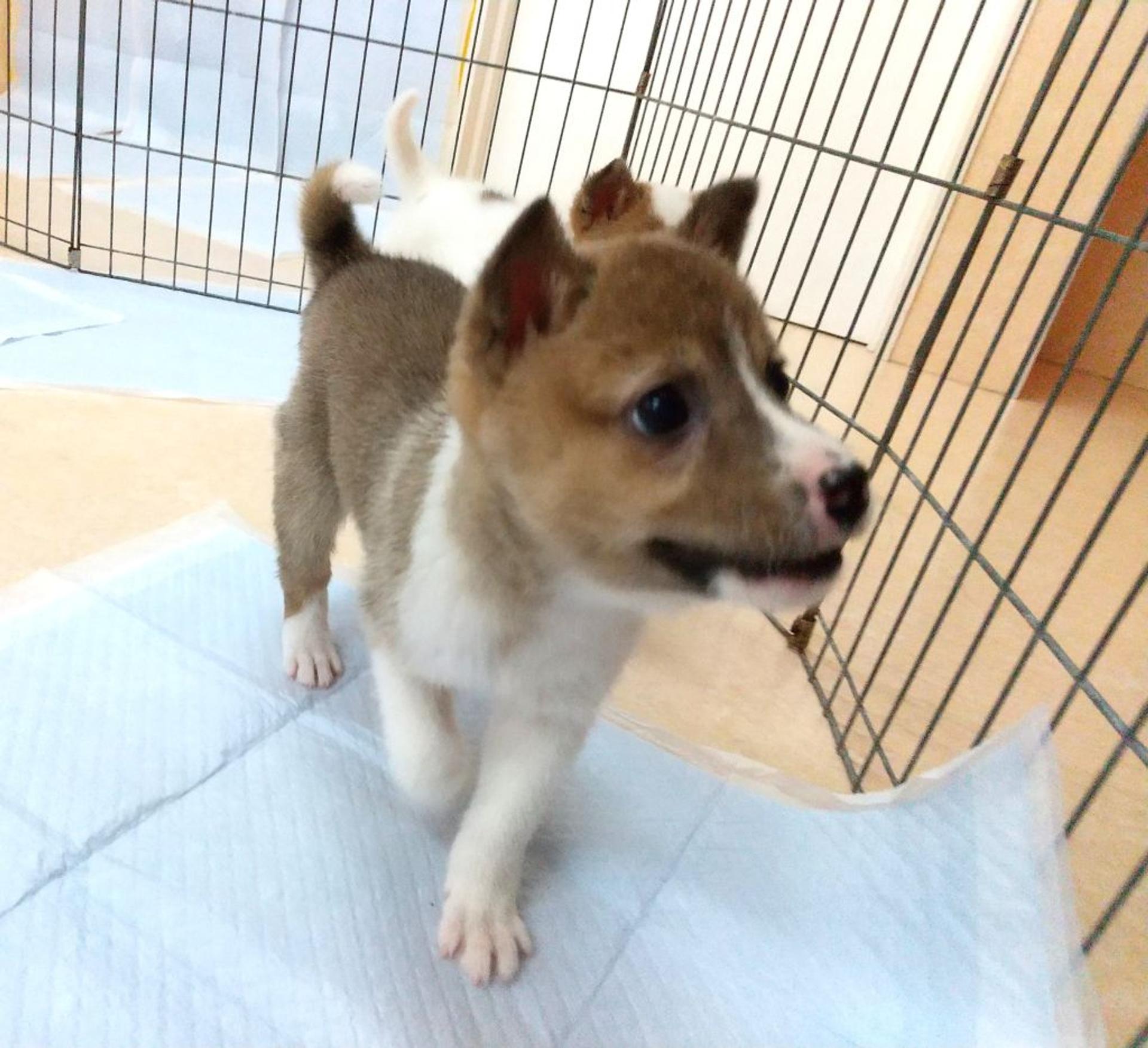 pet-image-5