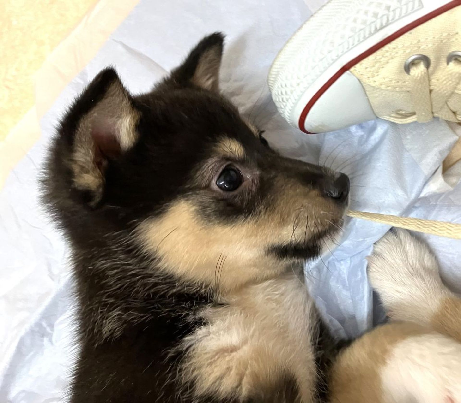 雑種（ミックス犬）・オスの里親募集の写真