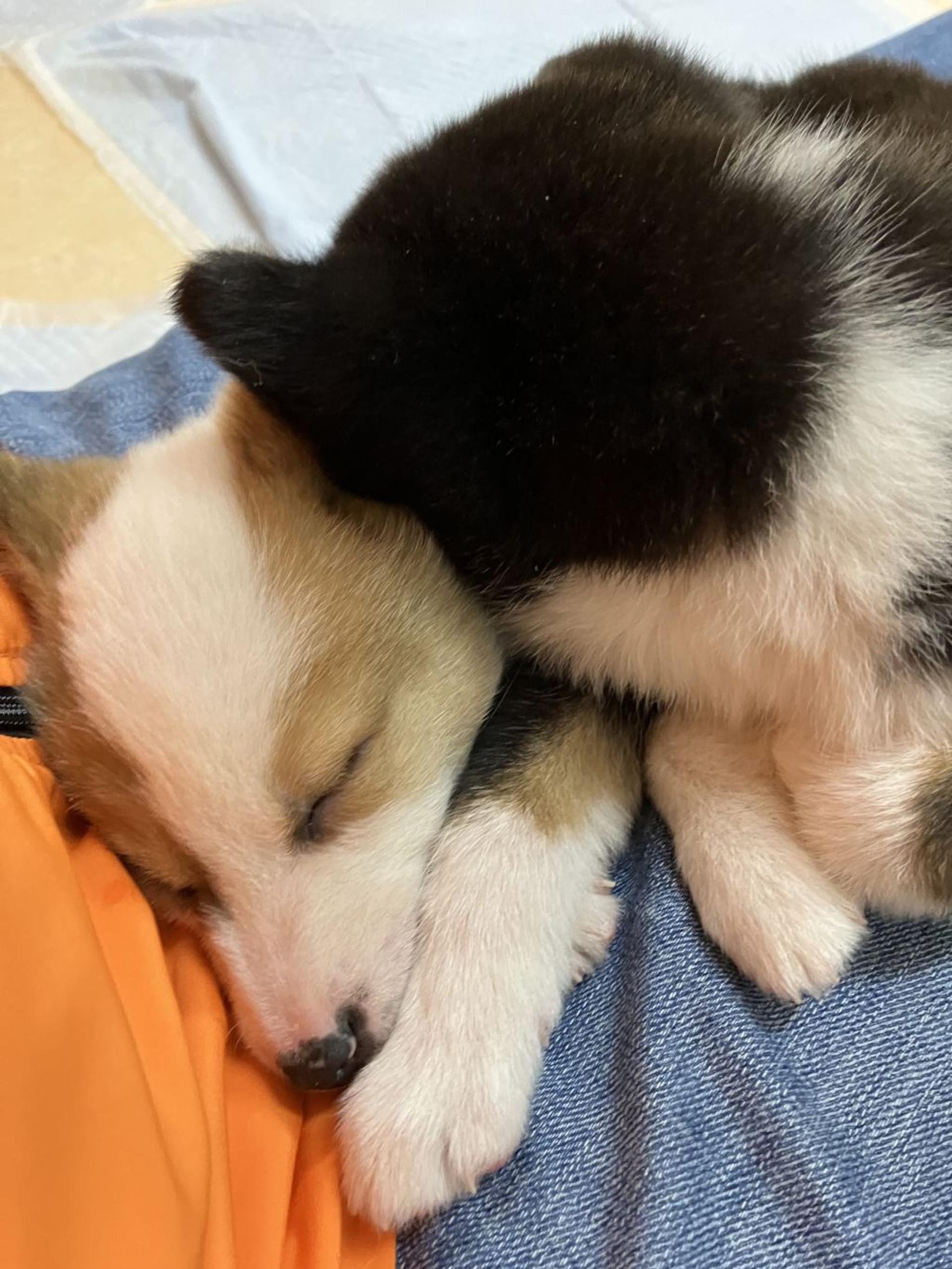 pet-image-3