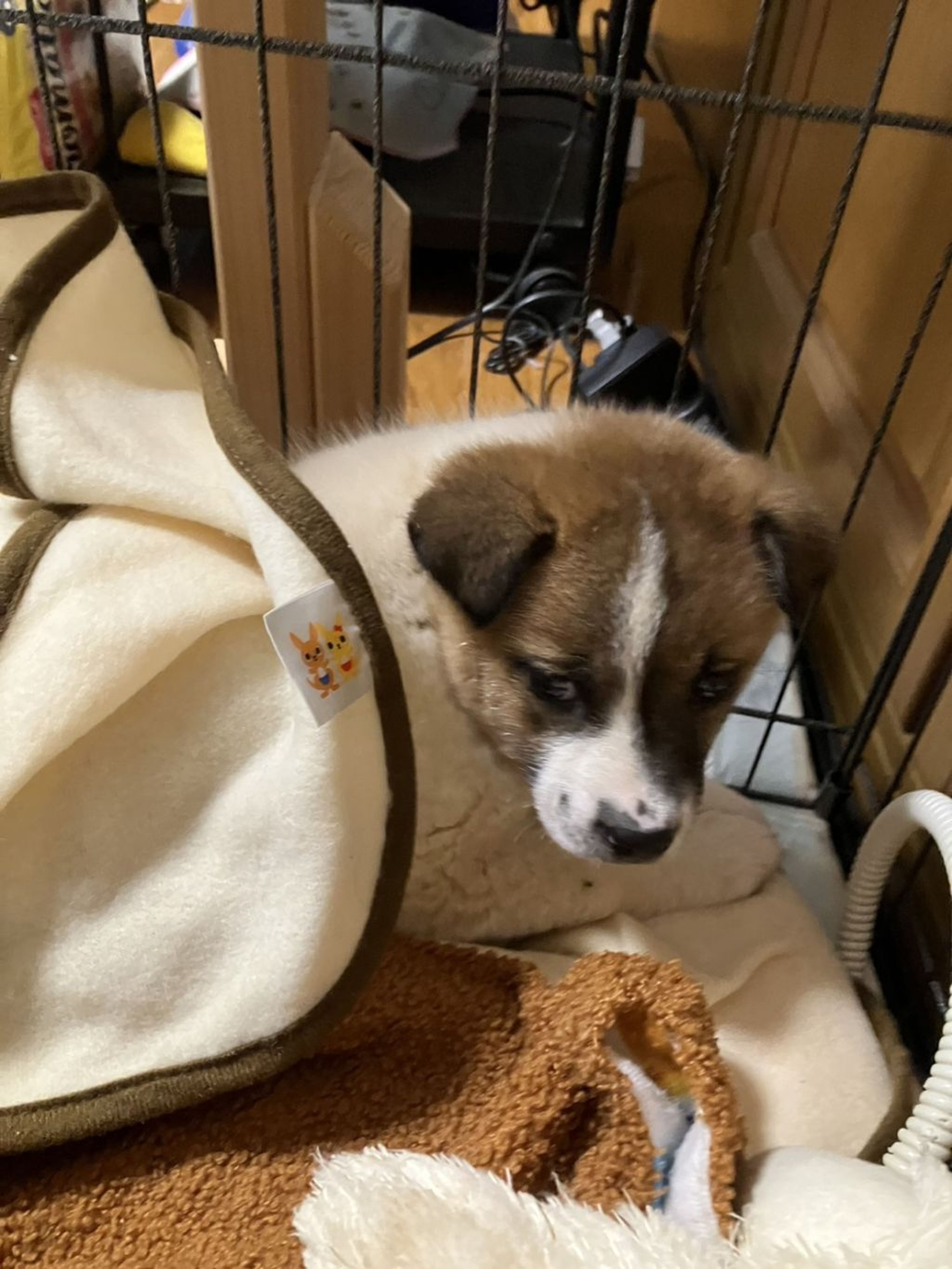 pet-image-3