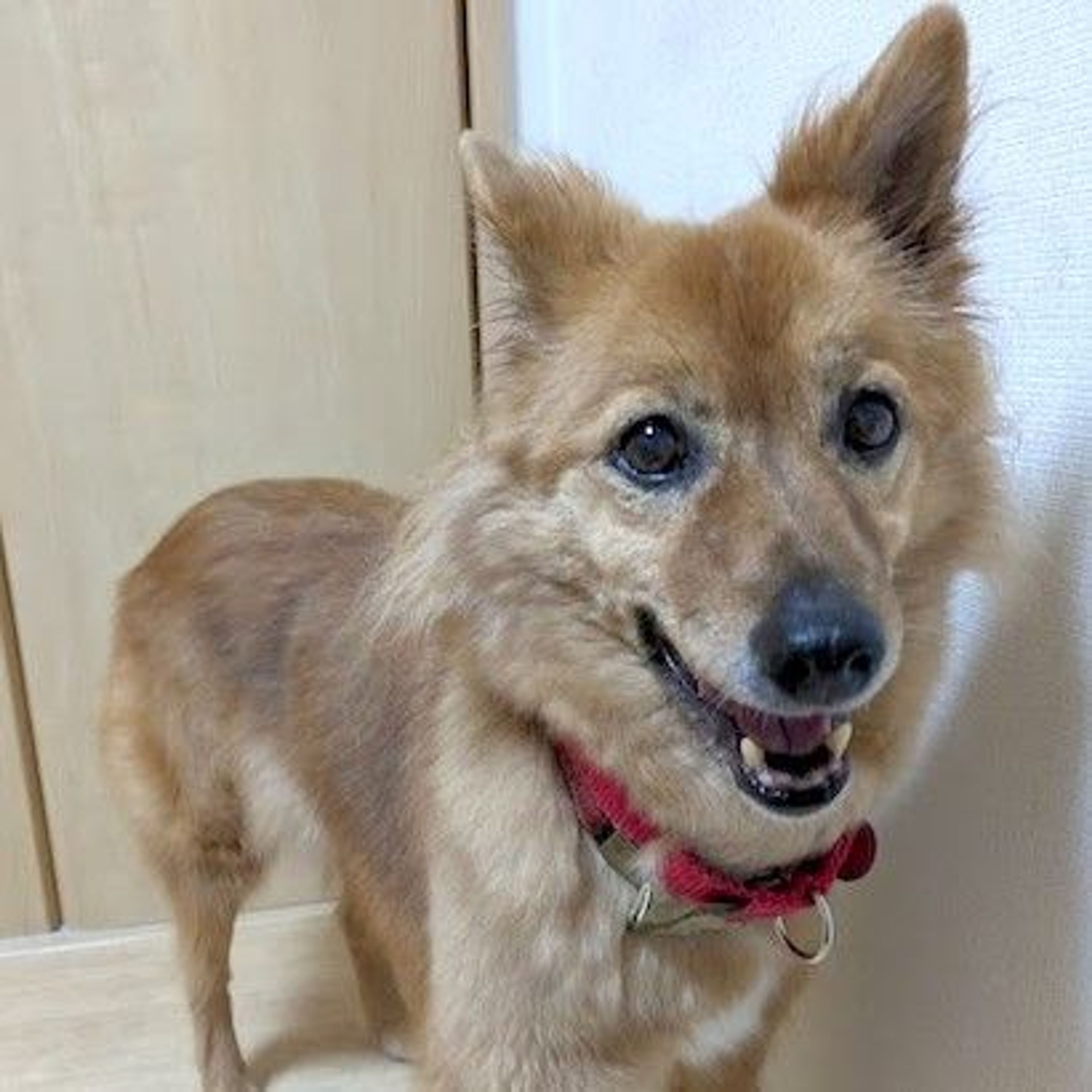 雑種（ミックス犬）・メスの里親募集の写真