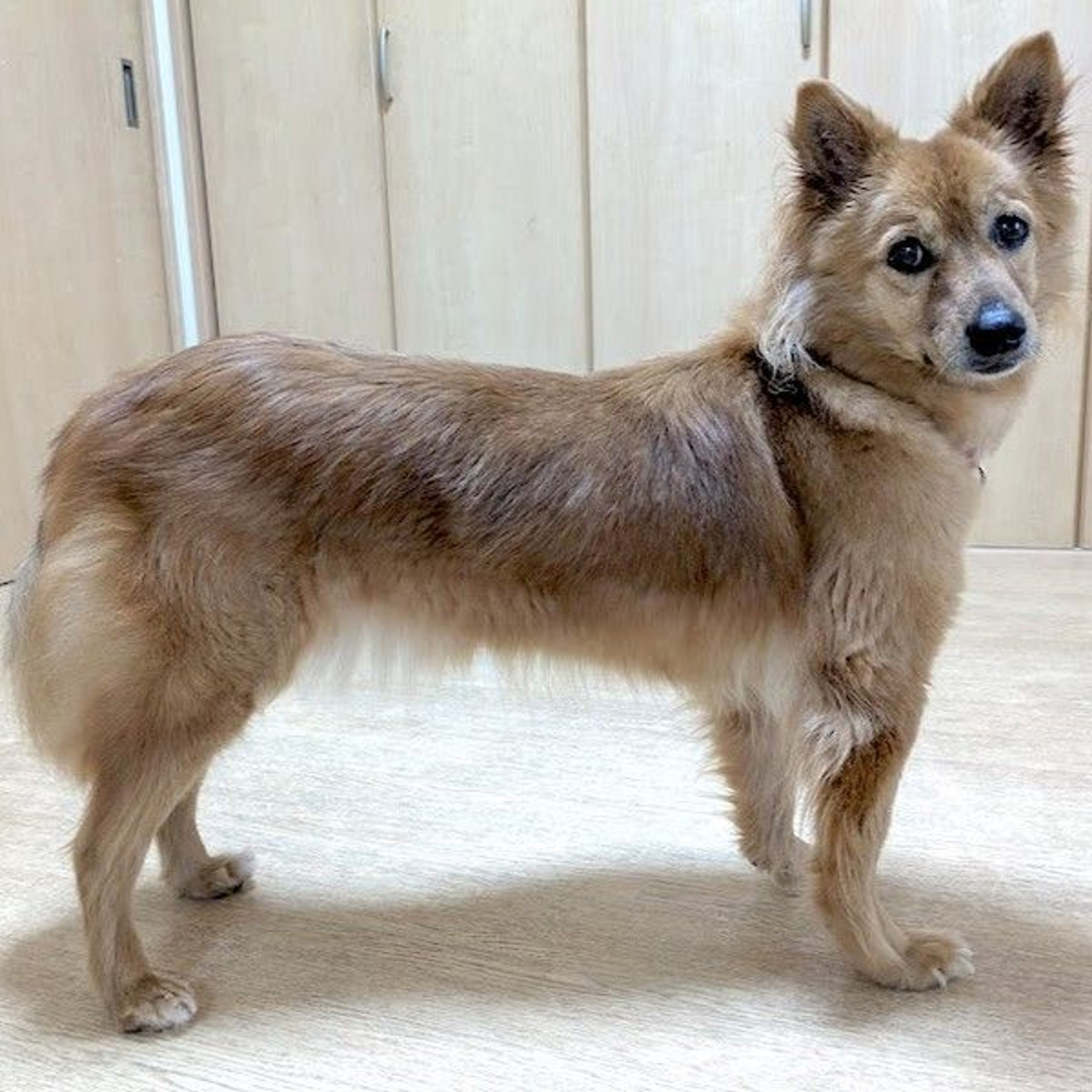 pet-image-3