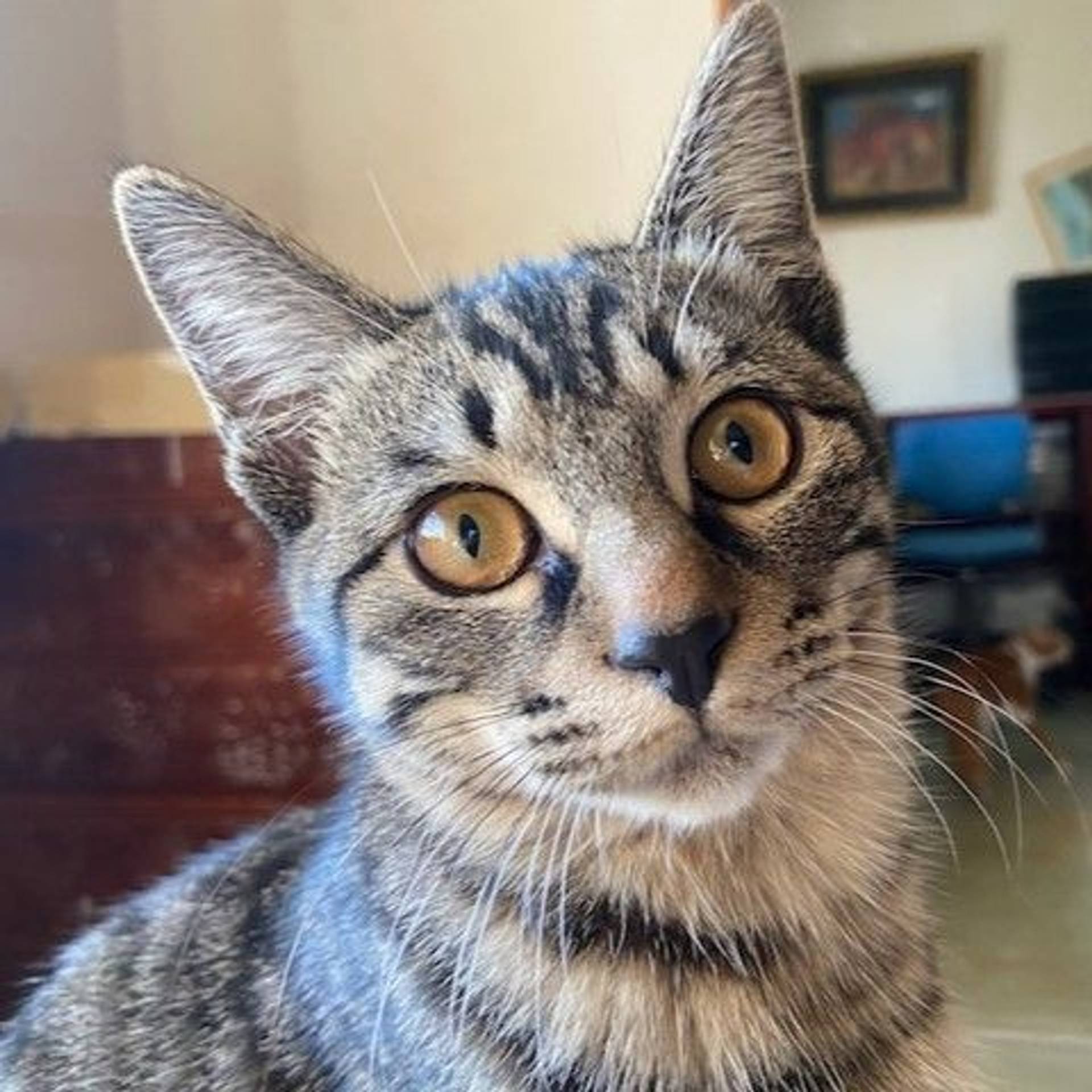 雑種（ミックス猫）・オスの里親募集の写真