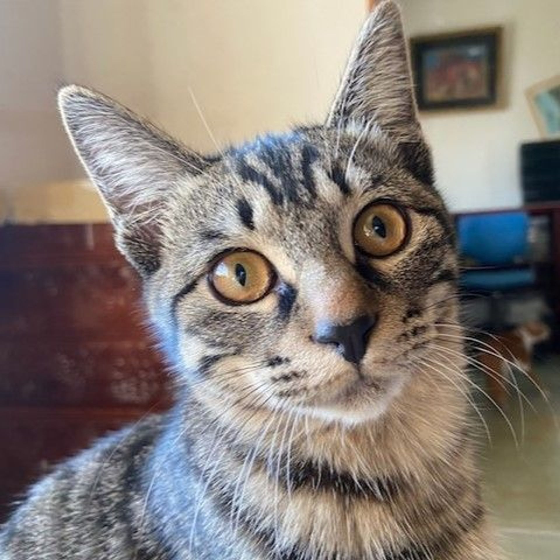 雑種（ミックス猫）・オスの里親募集の写真