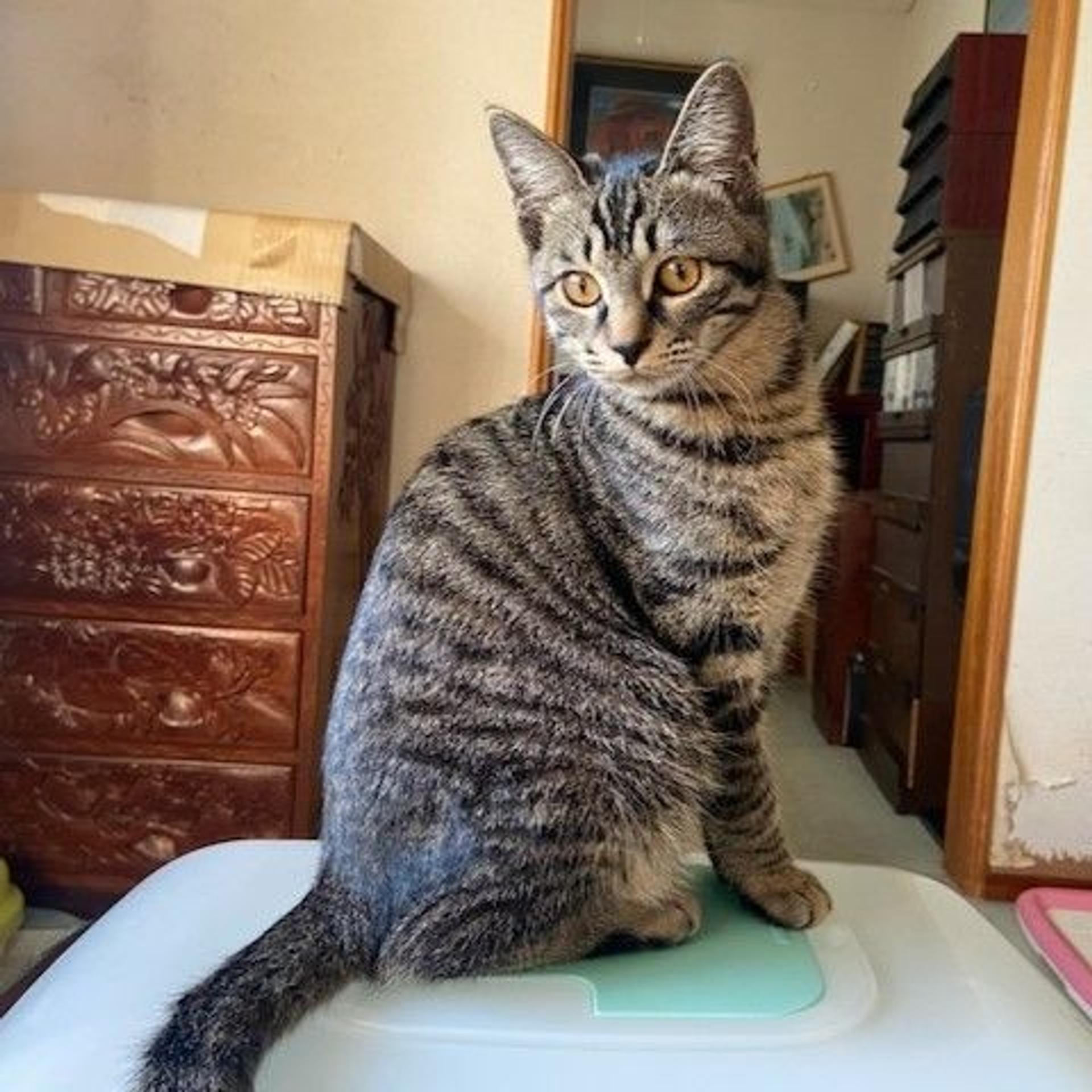 pet-image-3