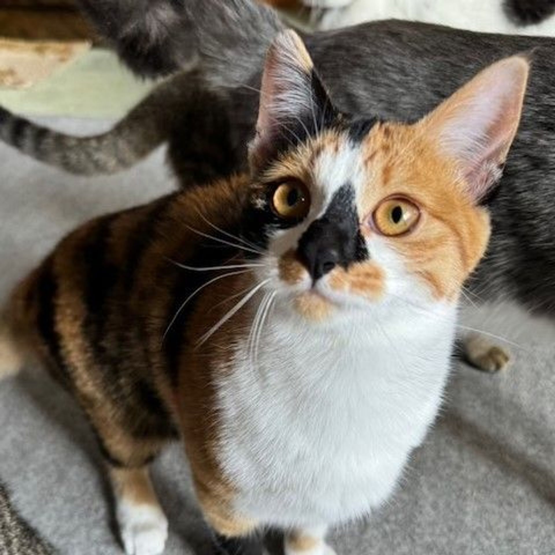 雑種（ミックス猫）・メスの里親募集の写真
