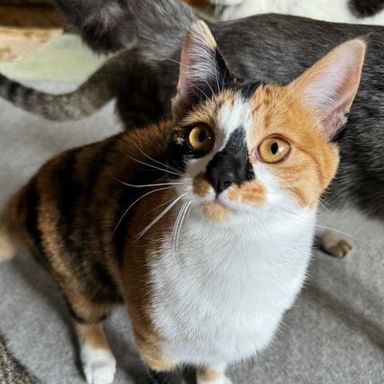 にょっきの写真