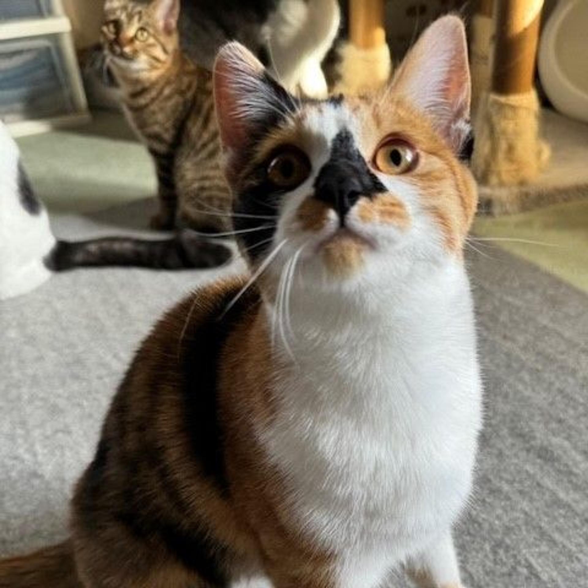 pet-image-4