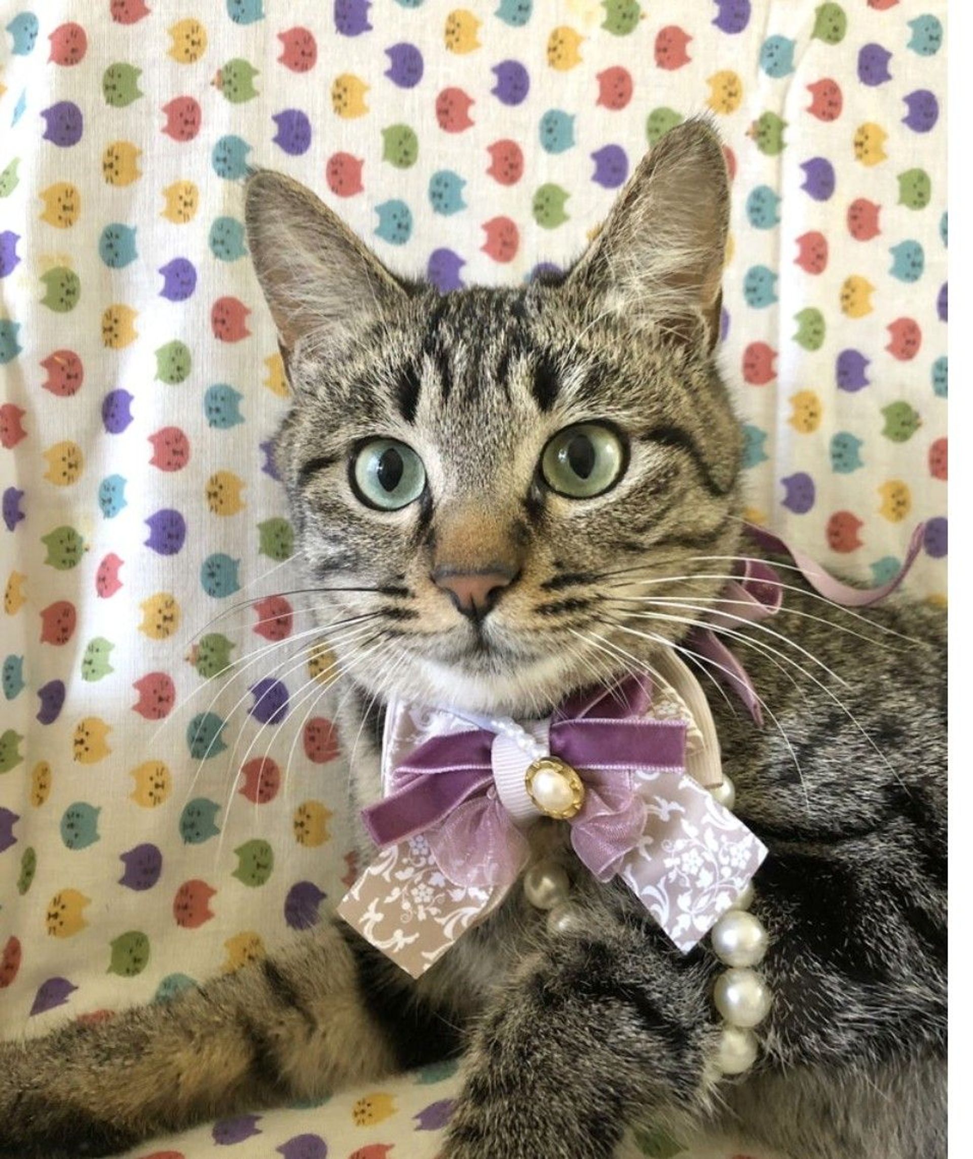 雑種（ミックス猫）・メスの里親募集の写真