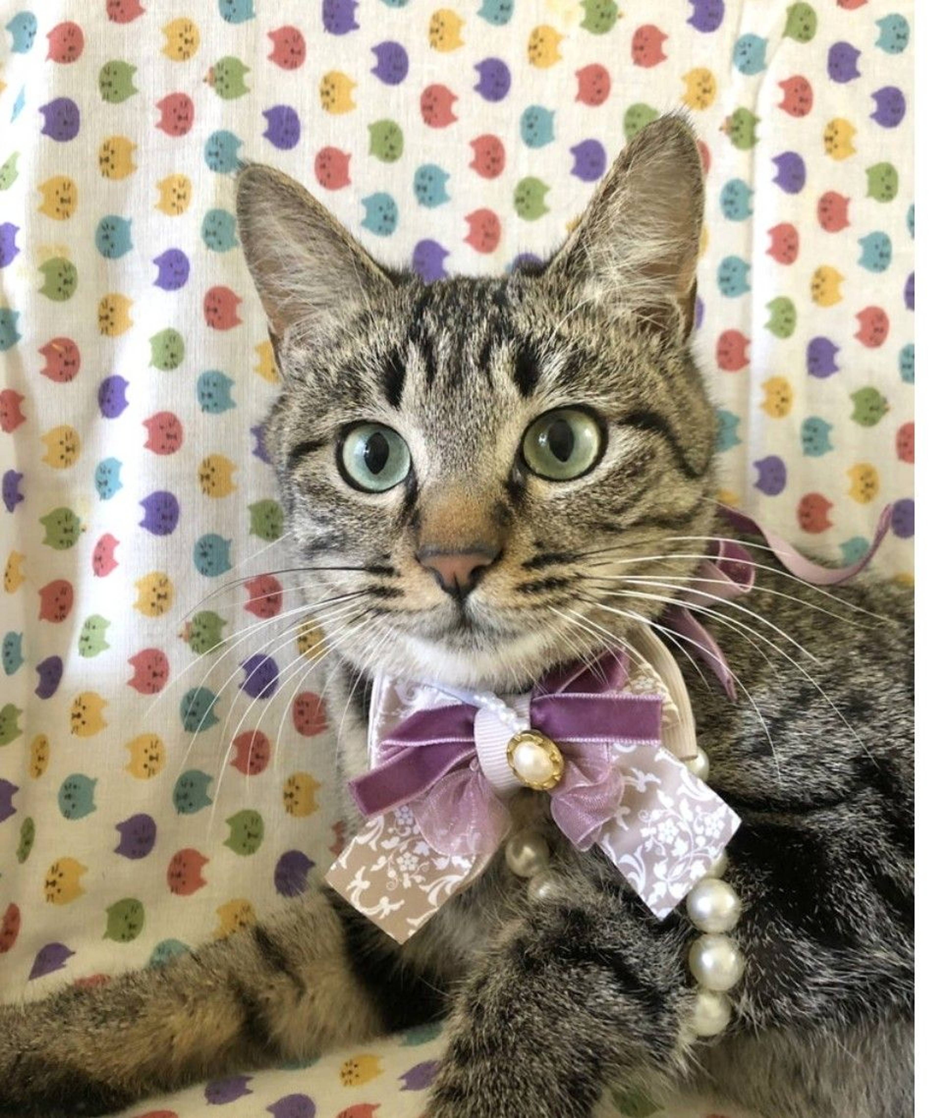 雑種（ミックス猫）・メスの里親募集の写真