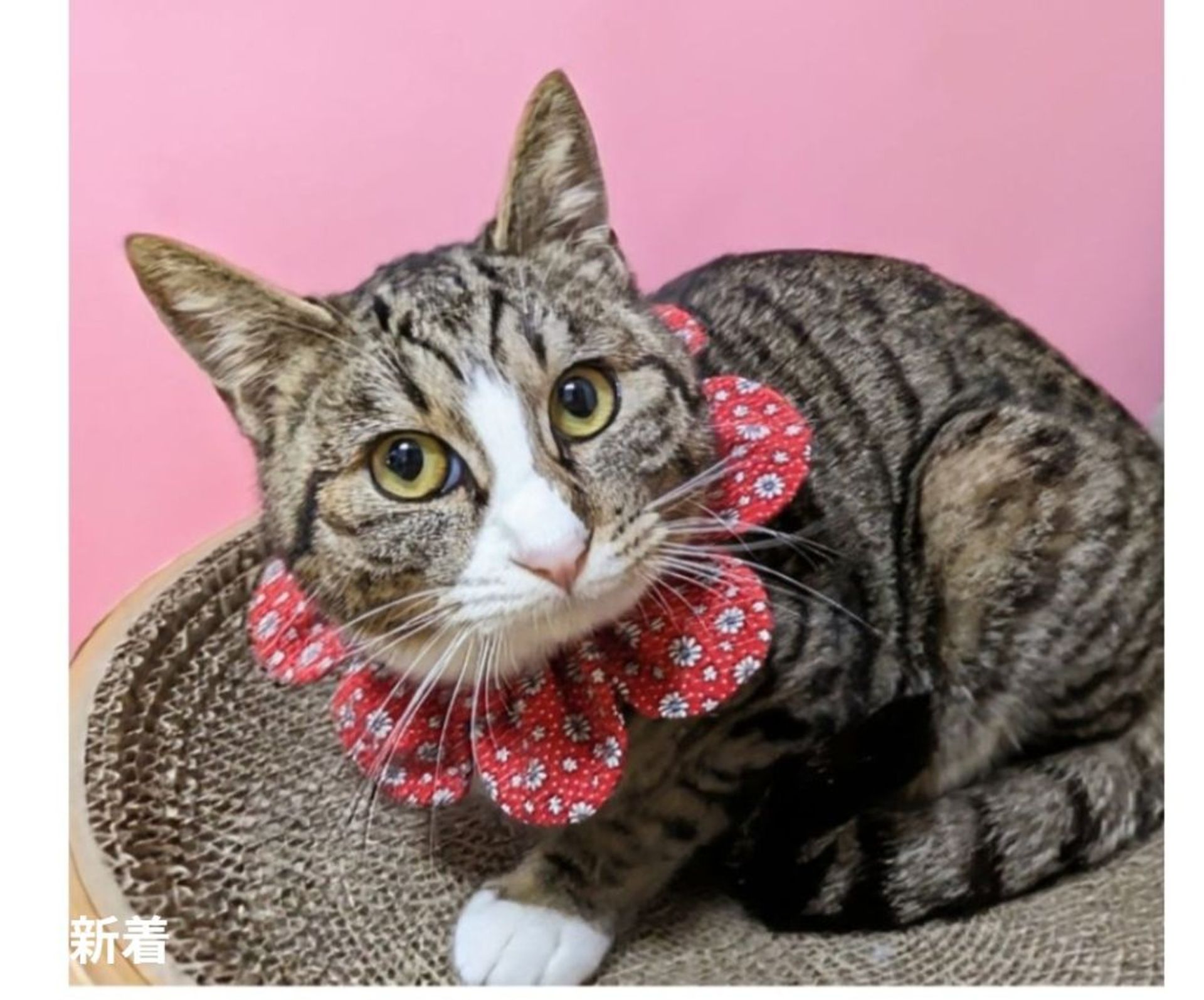 雑種（ミックス猫）・メスの里親募集の写真