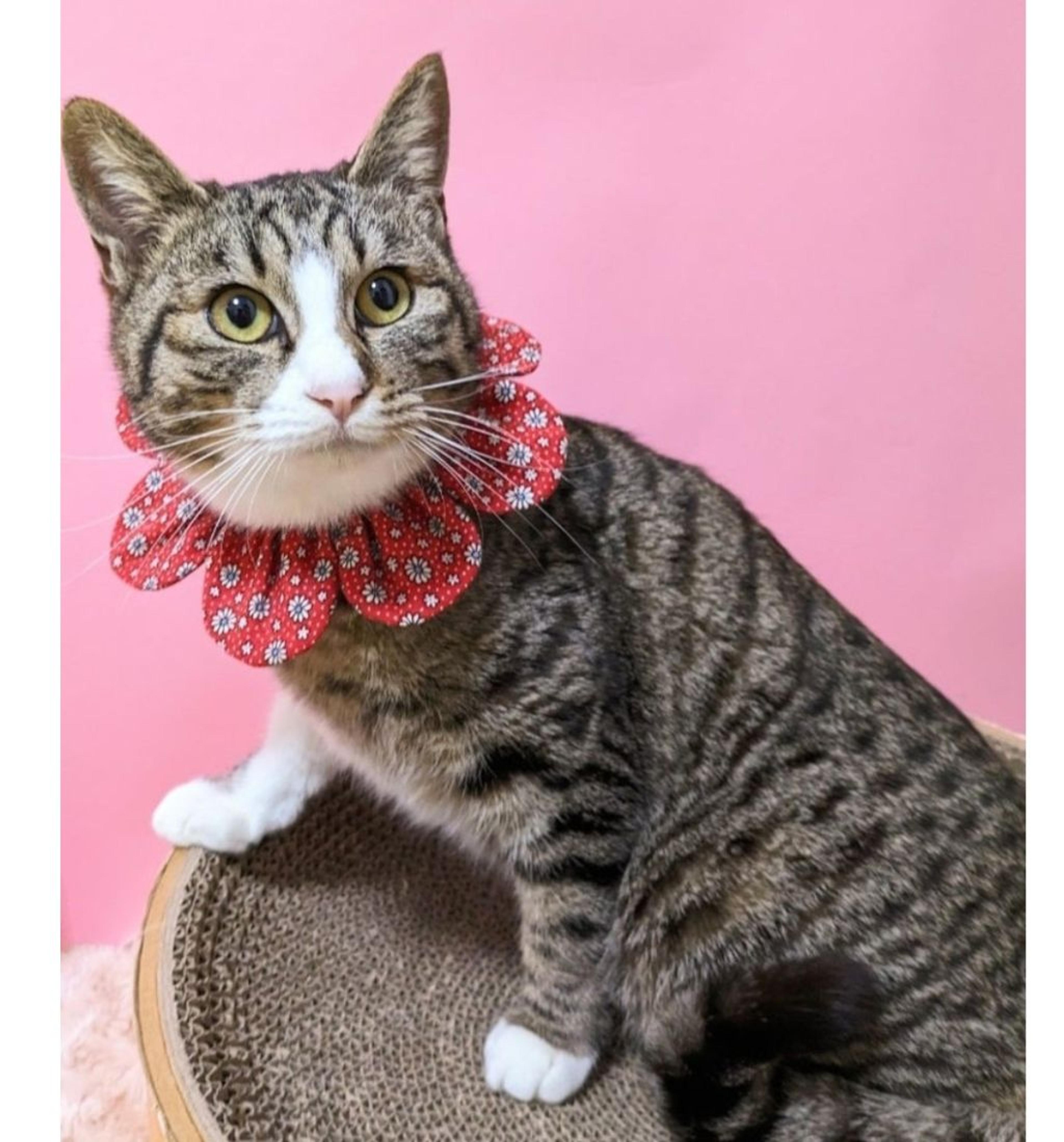 pet-image-2