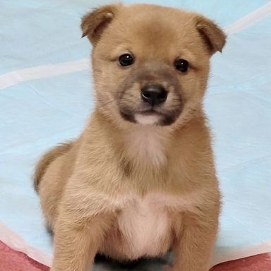 本部長くんの写真
