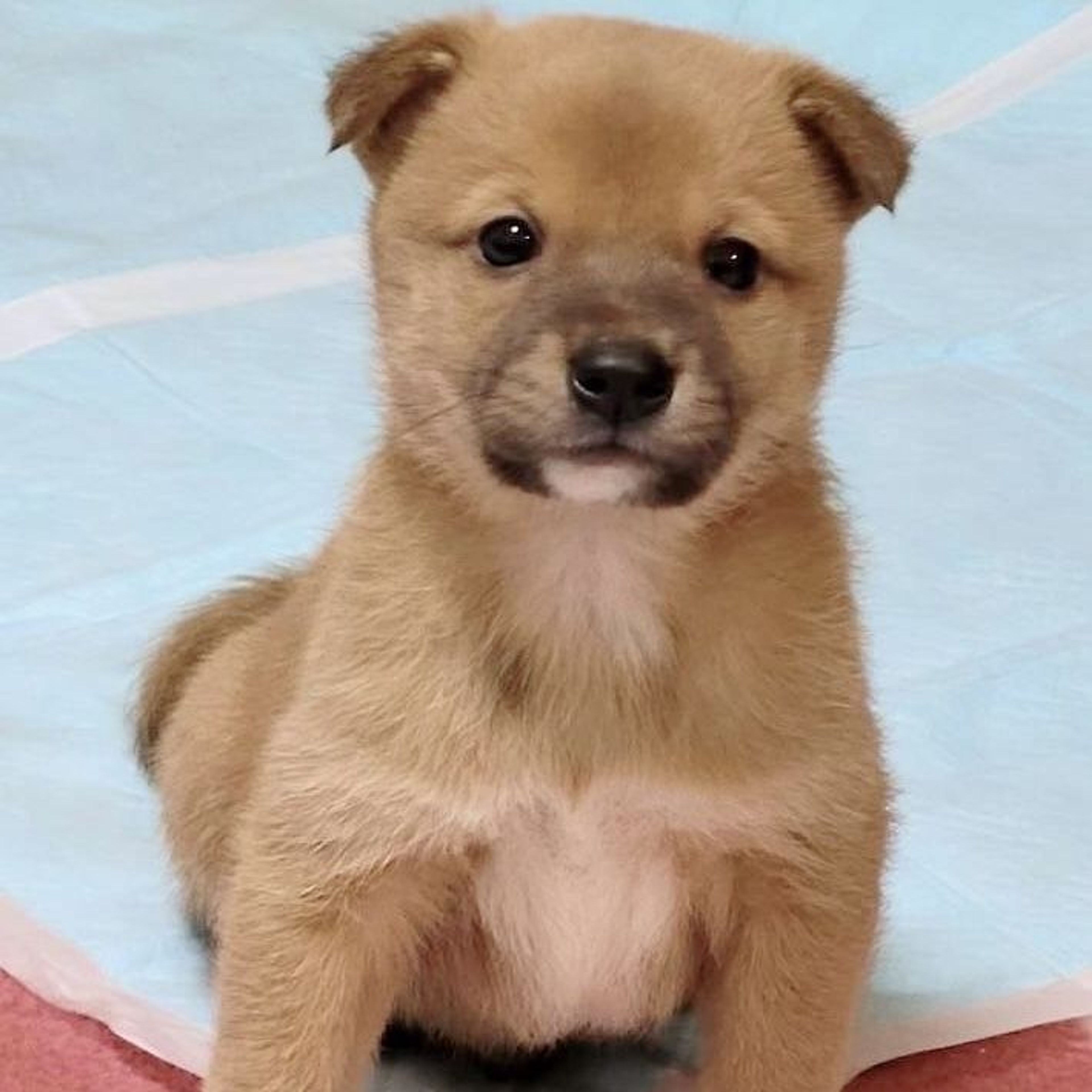 雑種（ミックス犬）・オスの里親募集の写真