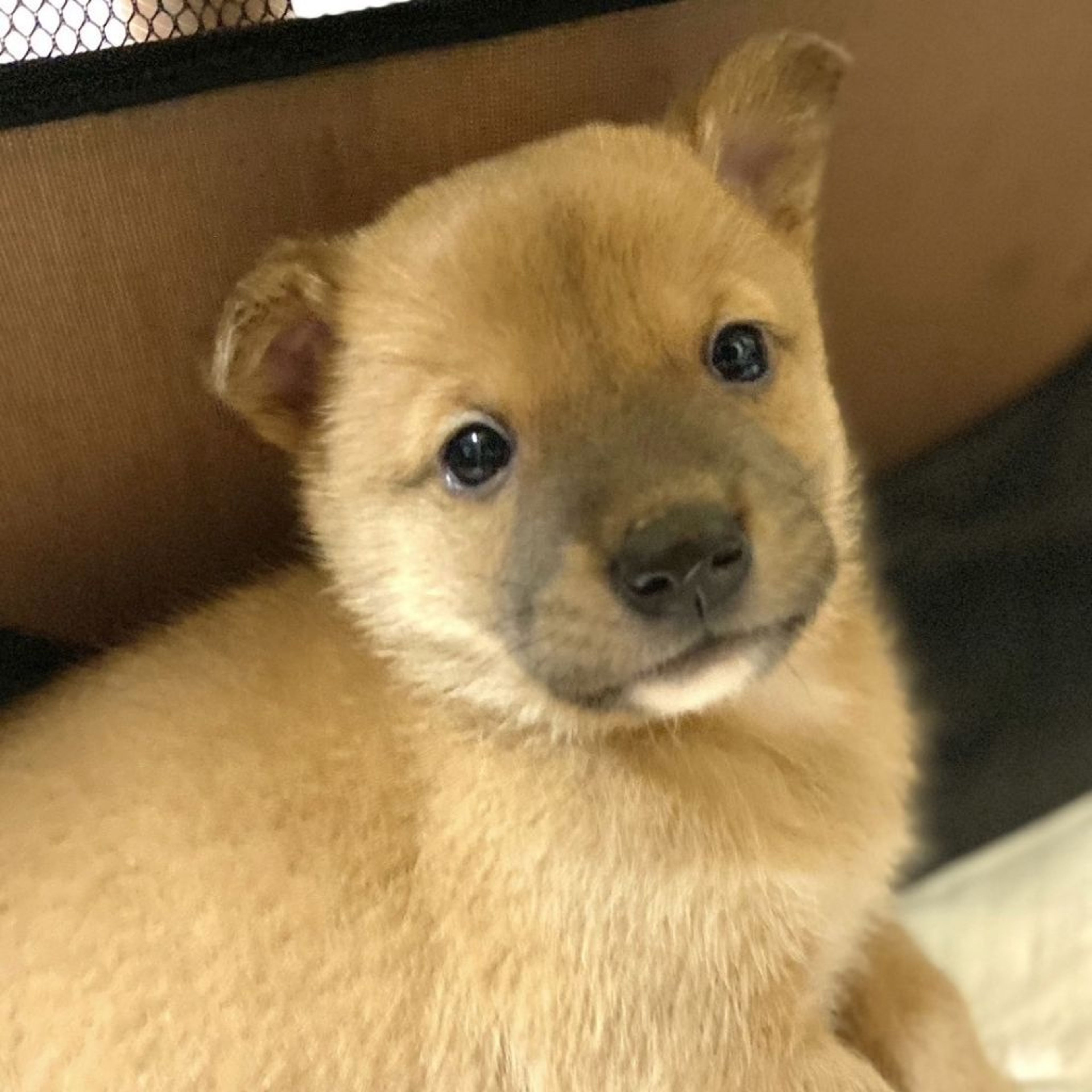 pet-image-3