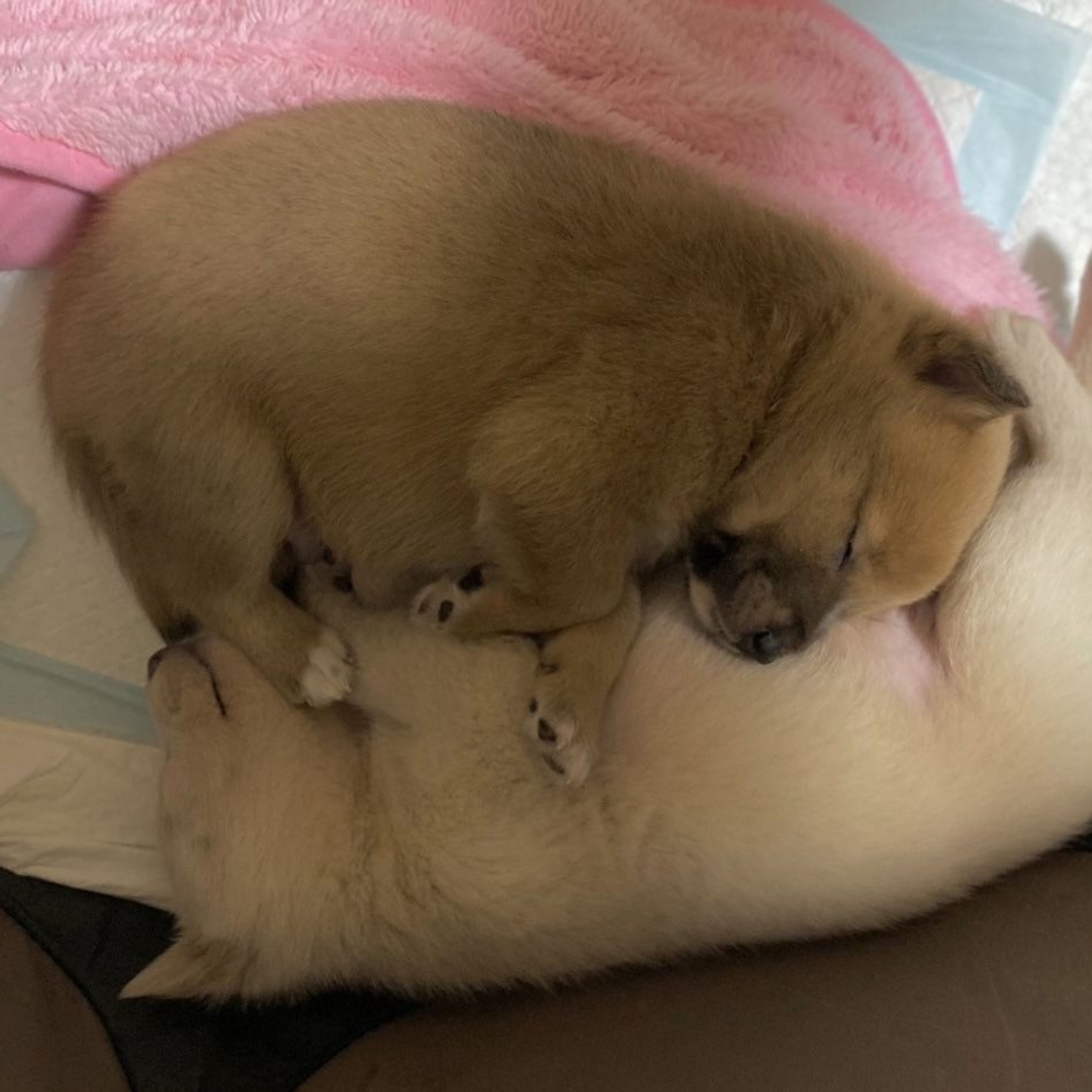 pet-image-5