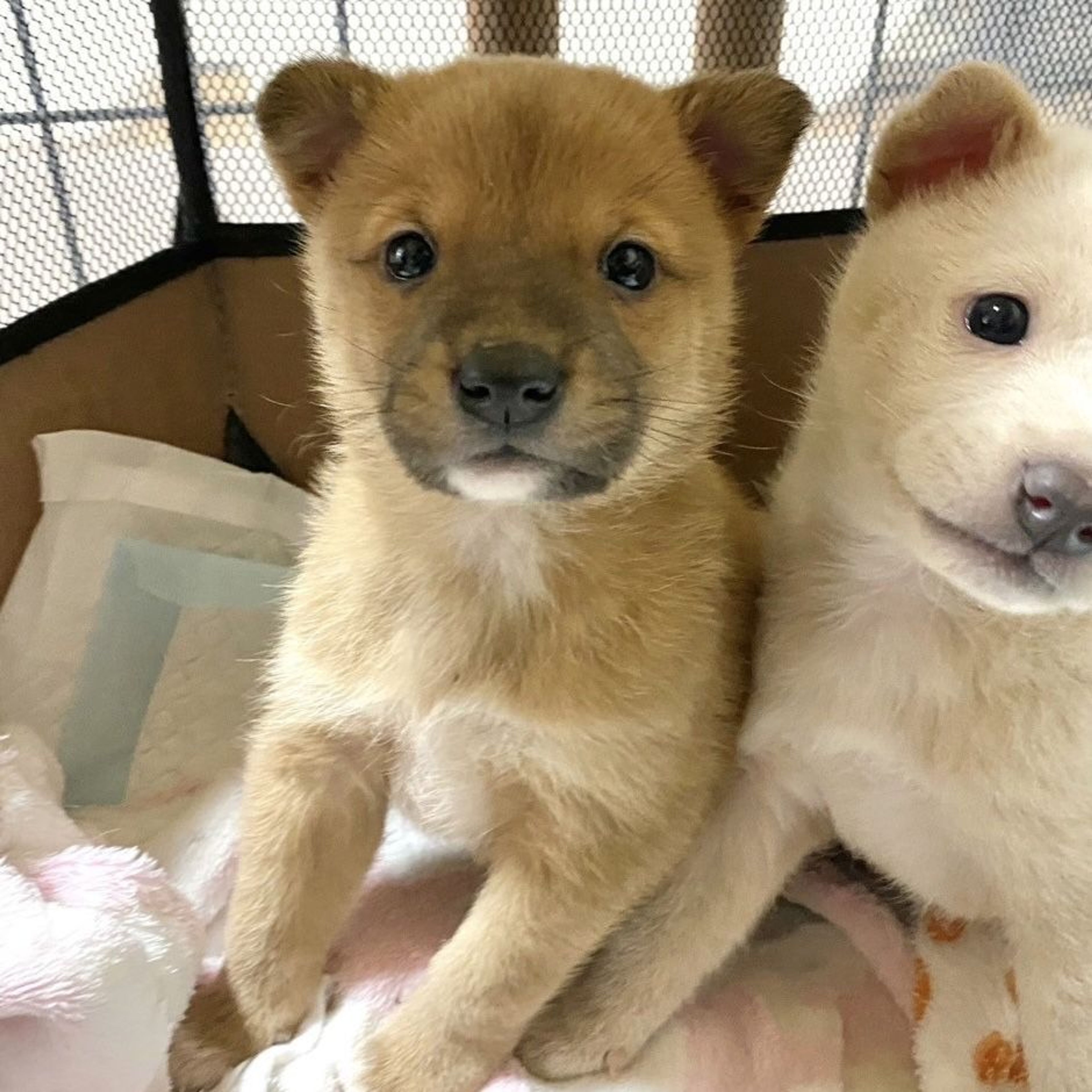 pet-image-6