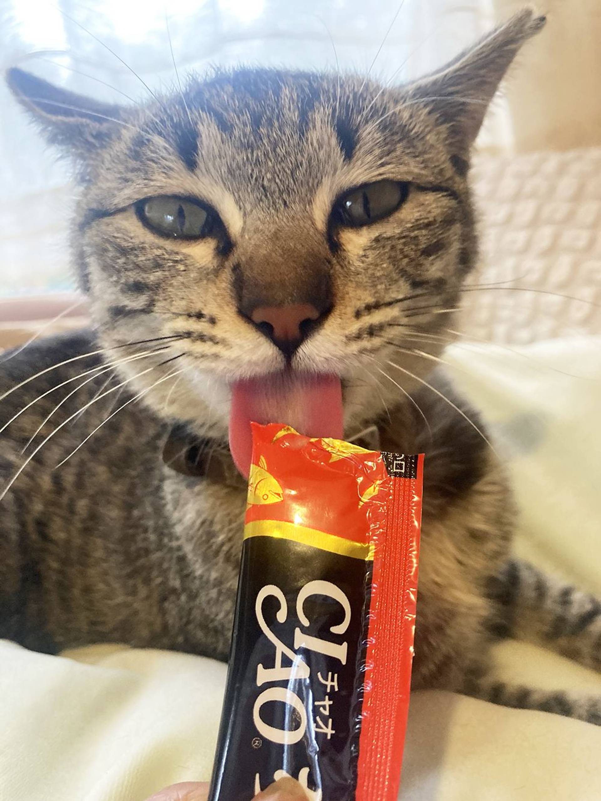 雑種（ミックス猫）・メスの里親募集の写真