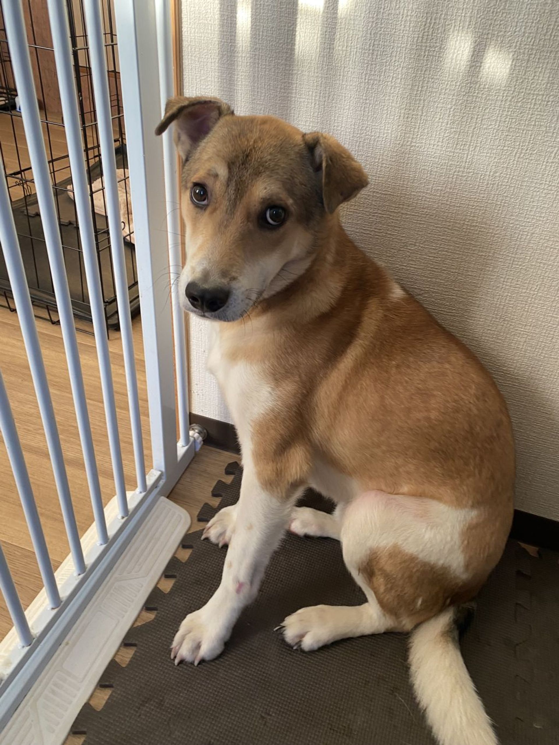雑種（ミックス犬）・オスの里親募集の写真