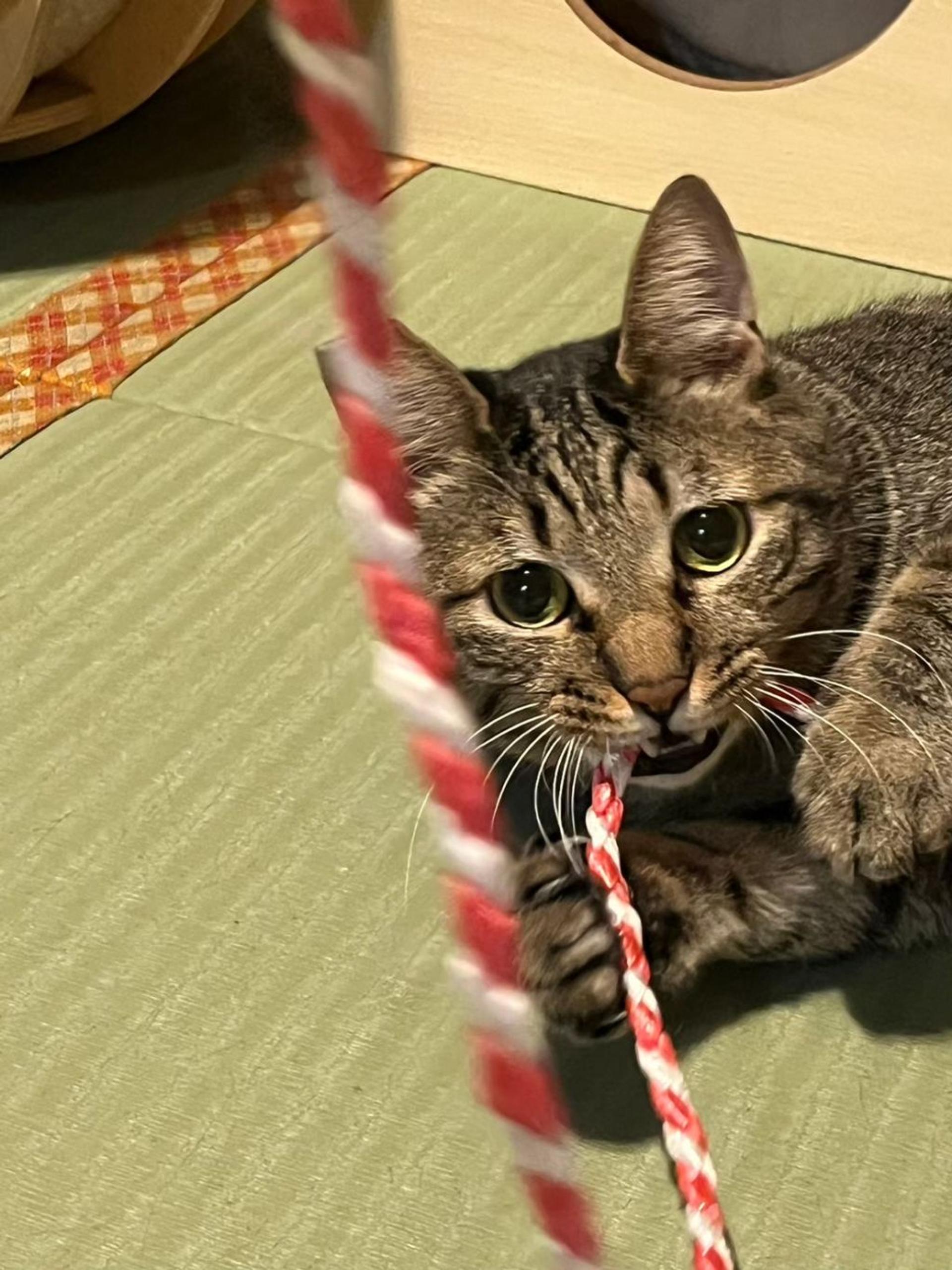 pet-image-3