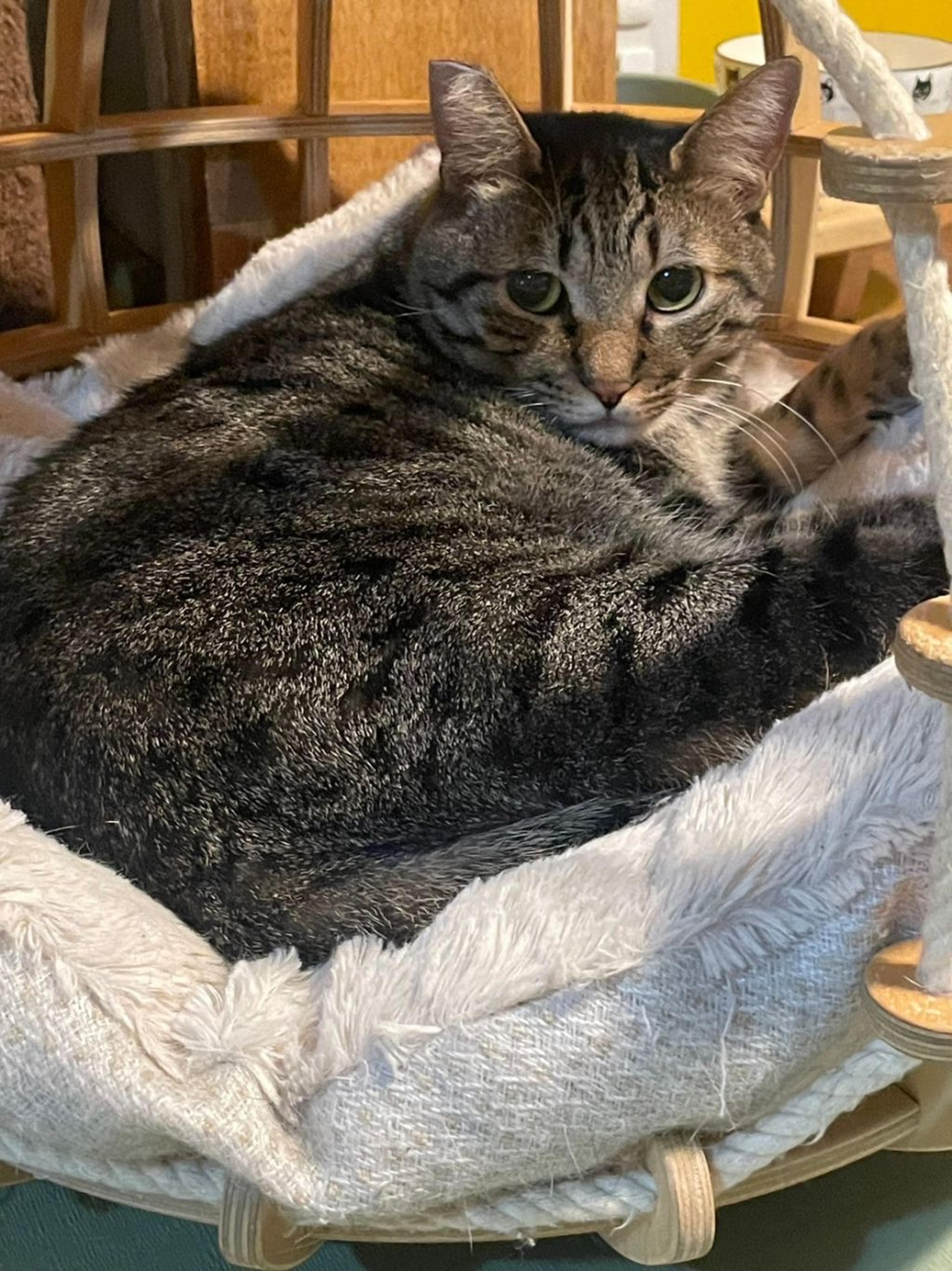 pet-image-4