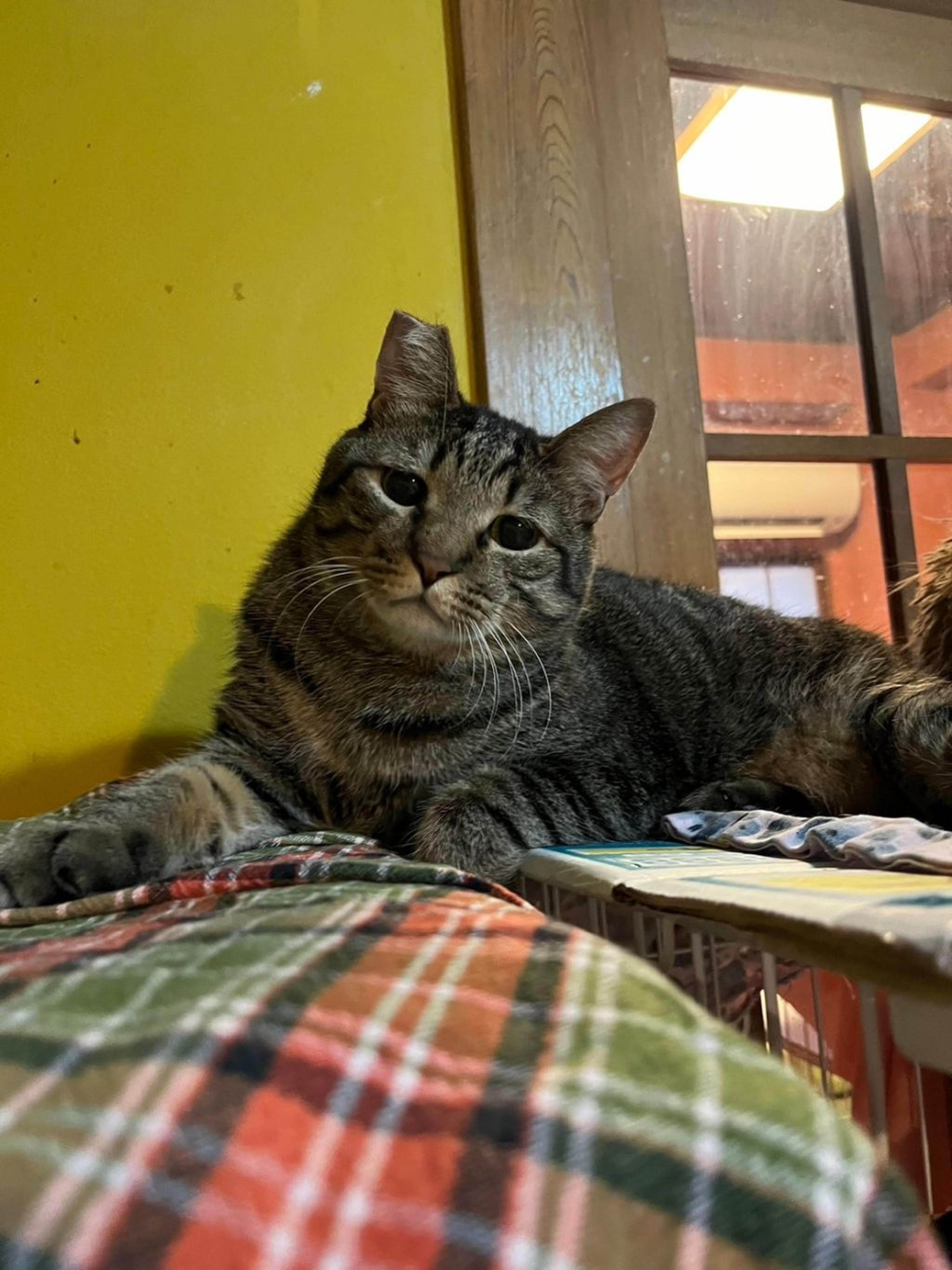pet-image-5
