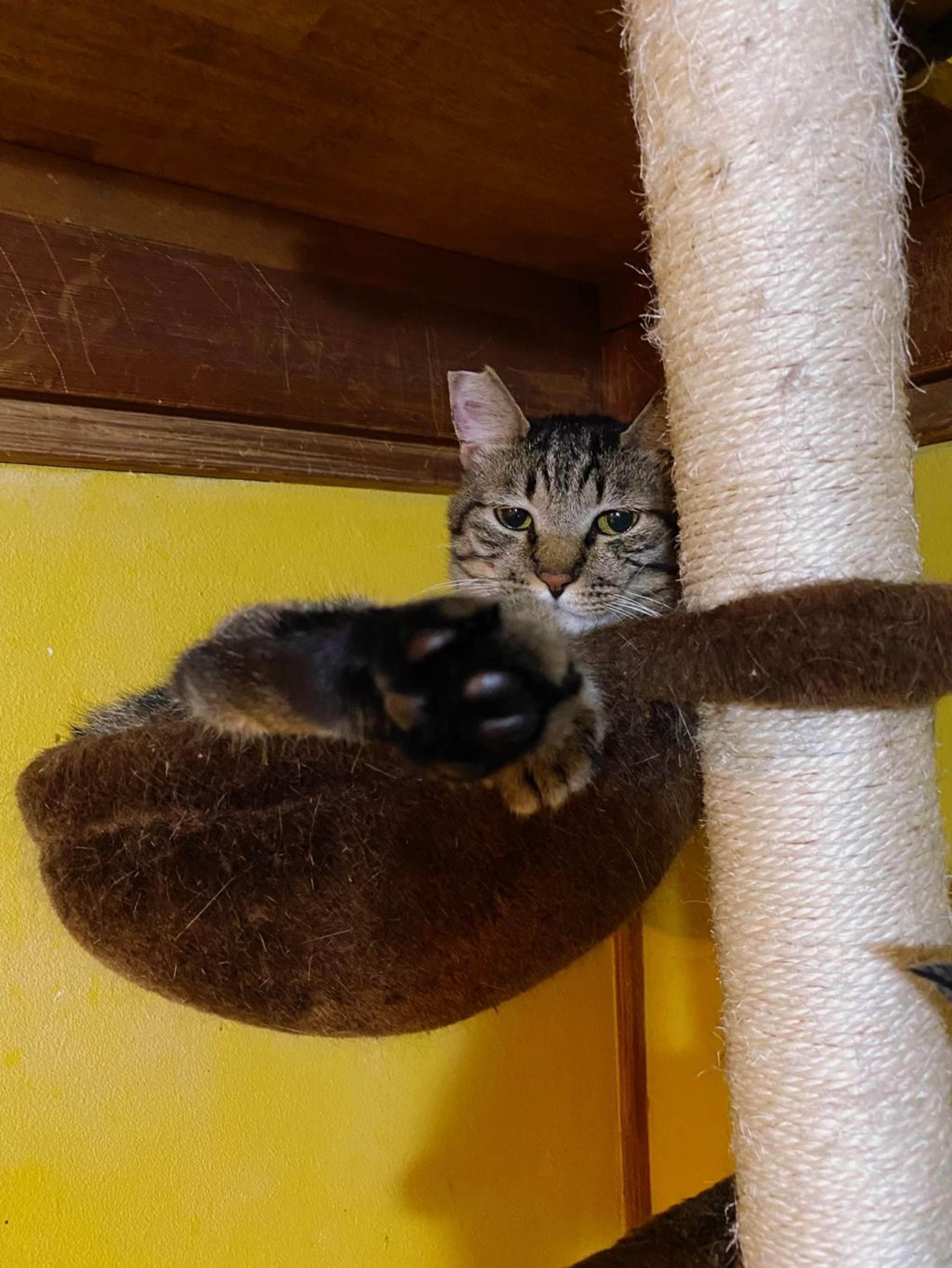 pet-image-6