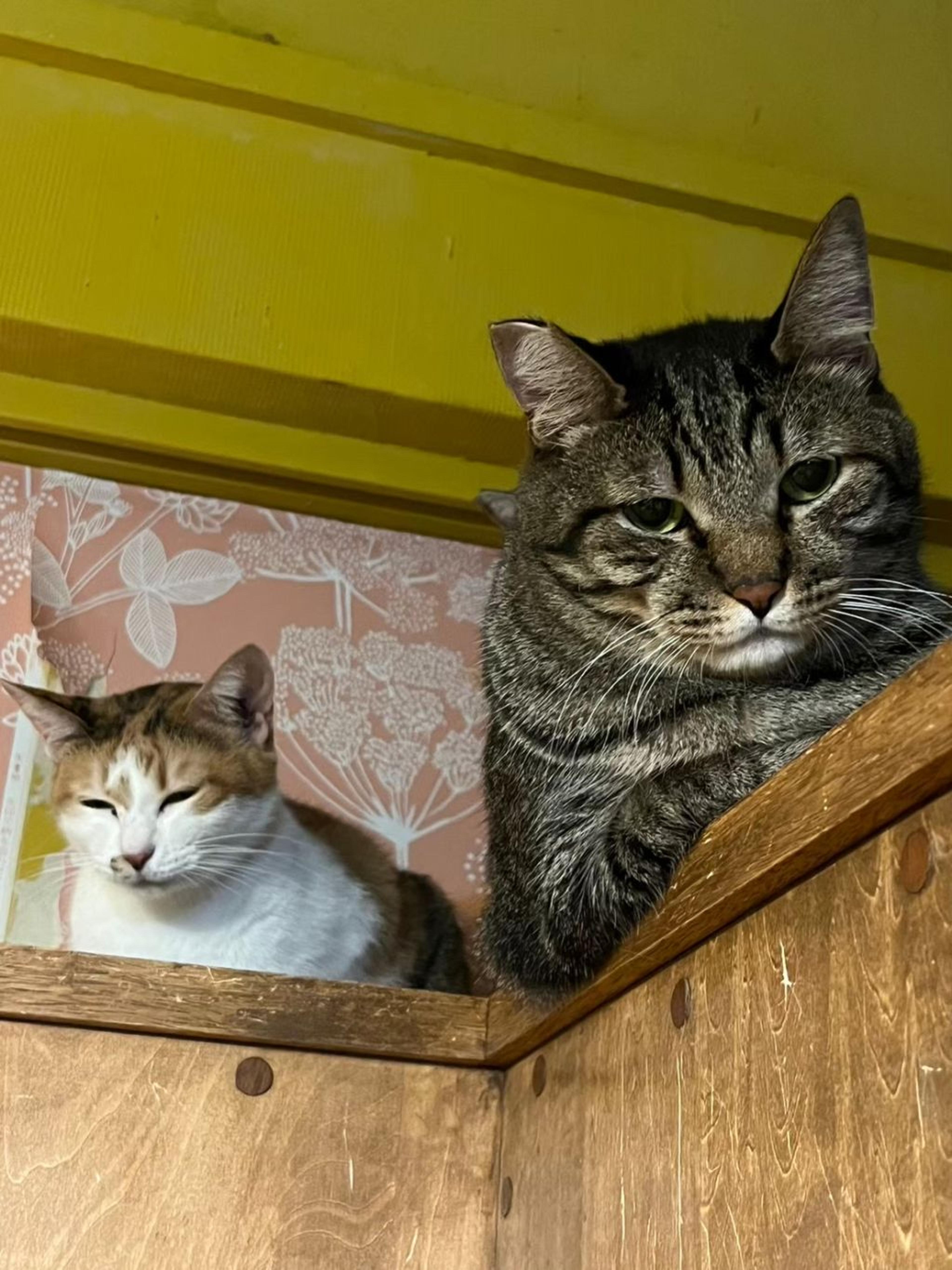 pet-image-7
