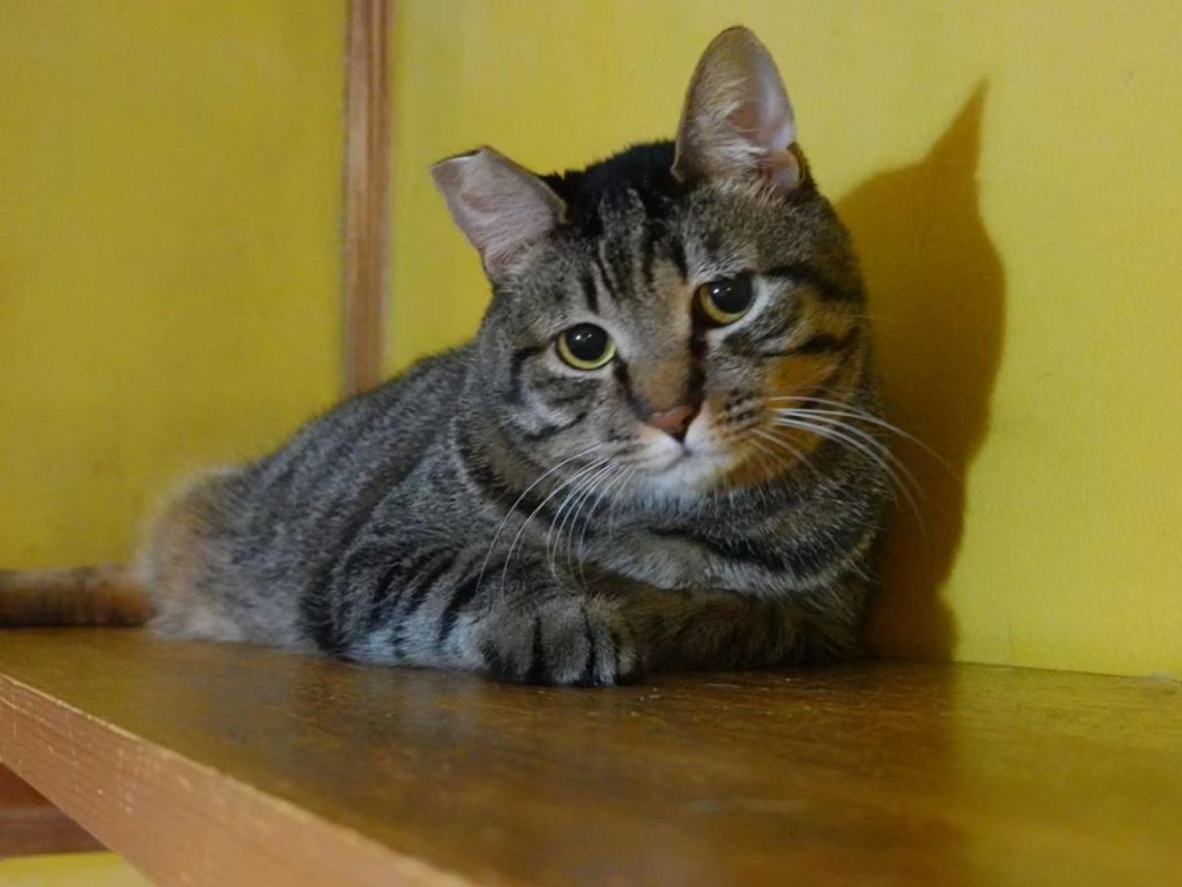 pet-image-9