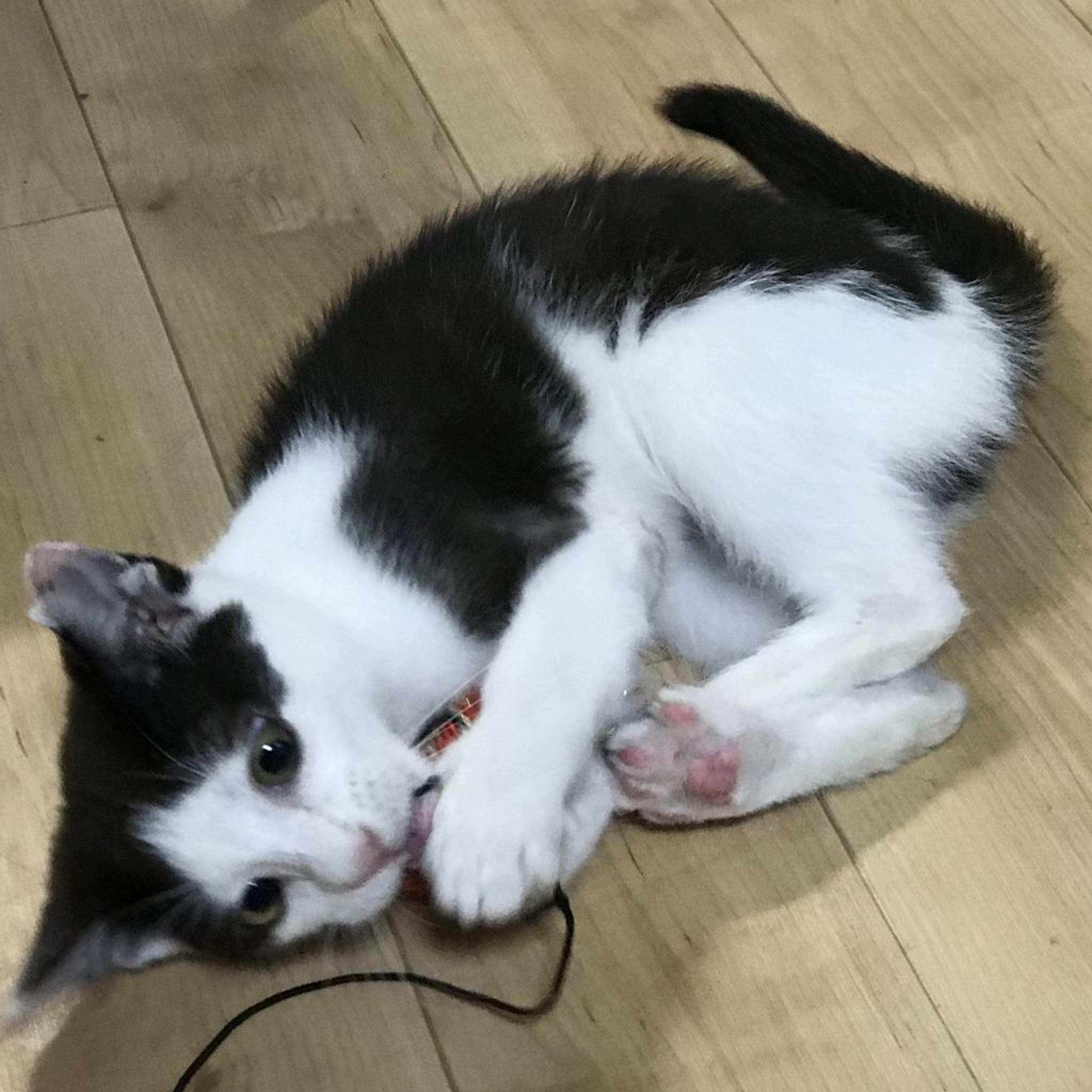 pet-image-2