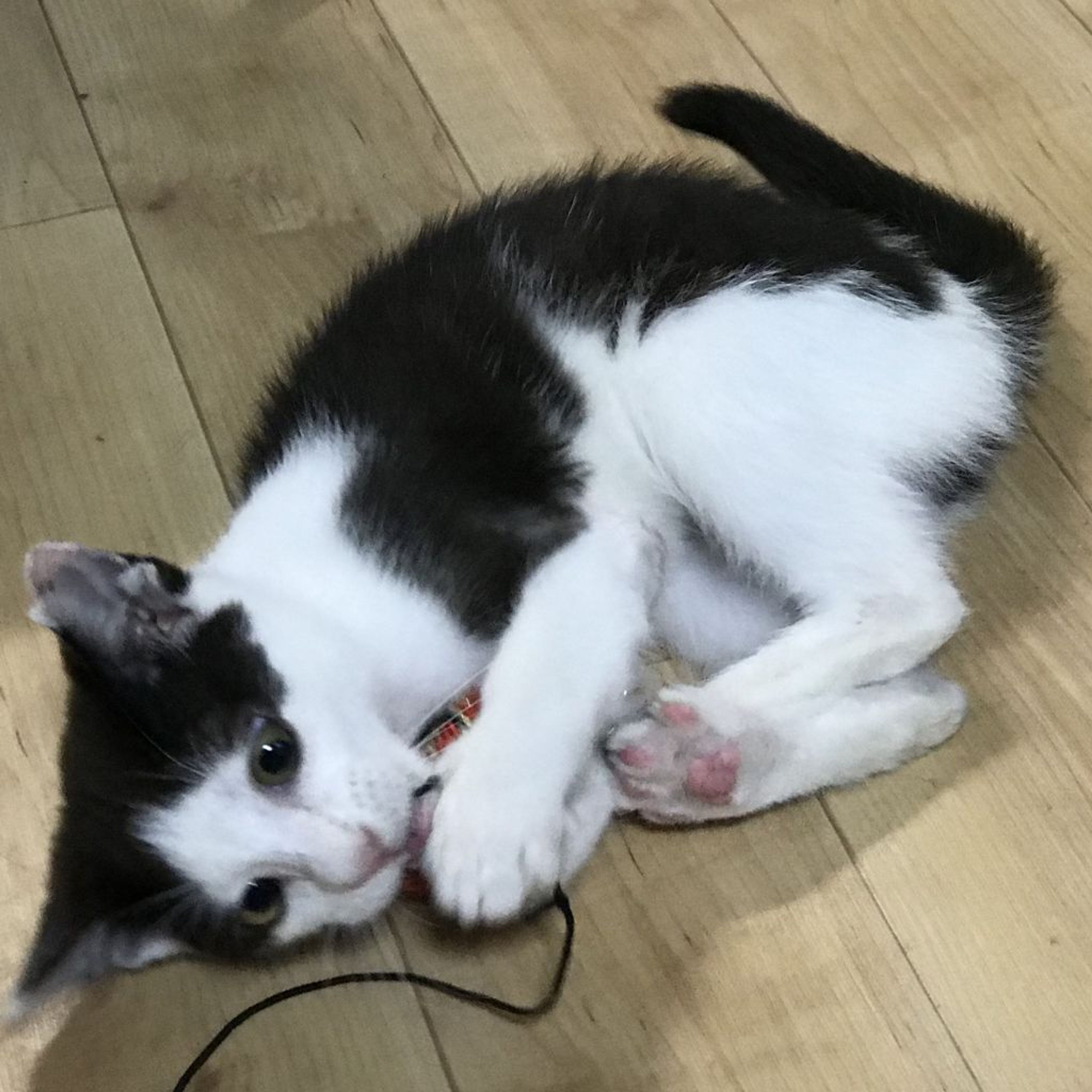 pet-image-2