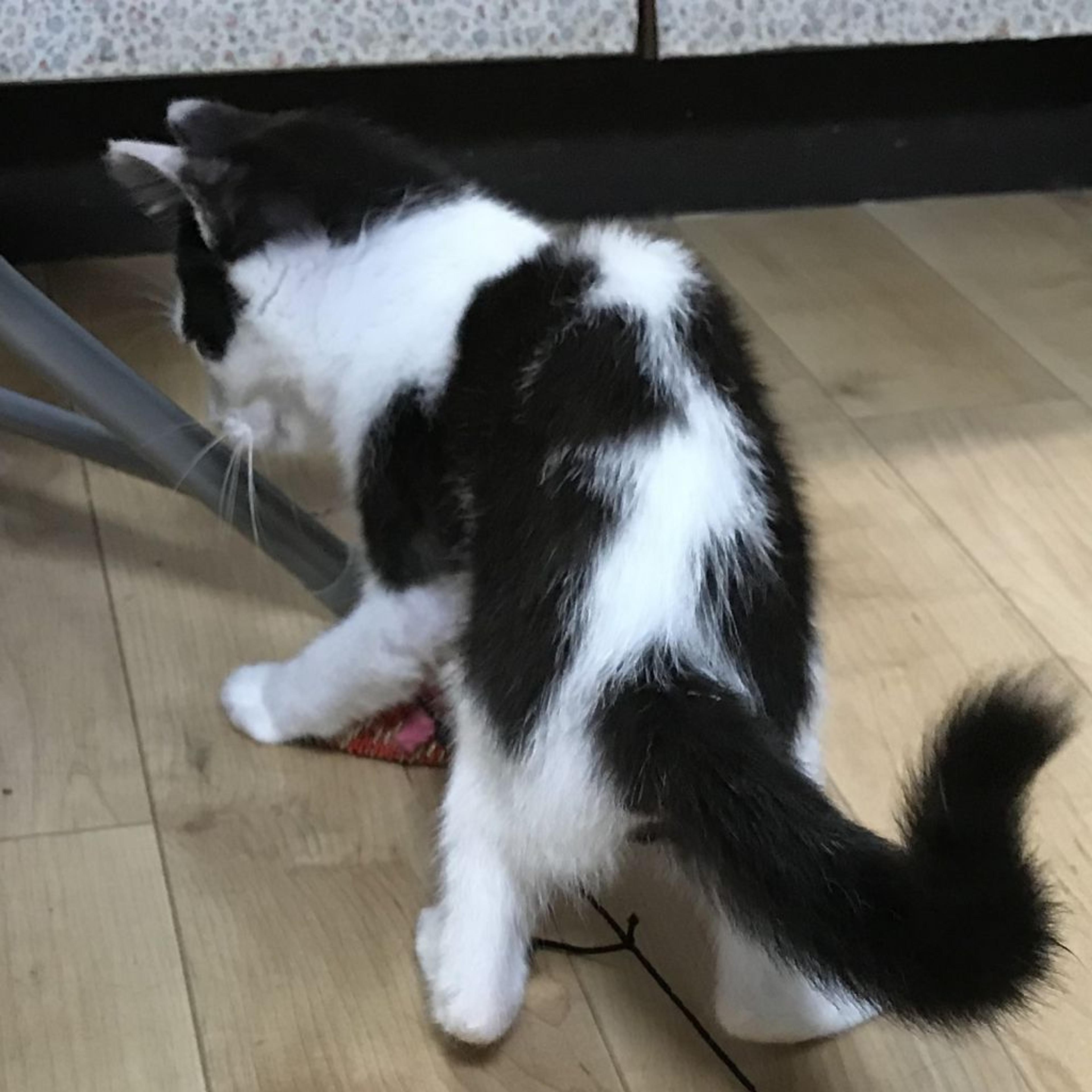 pet-image-3