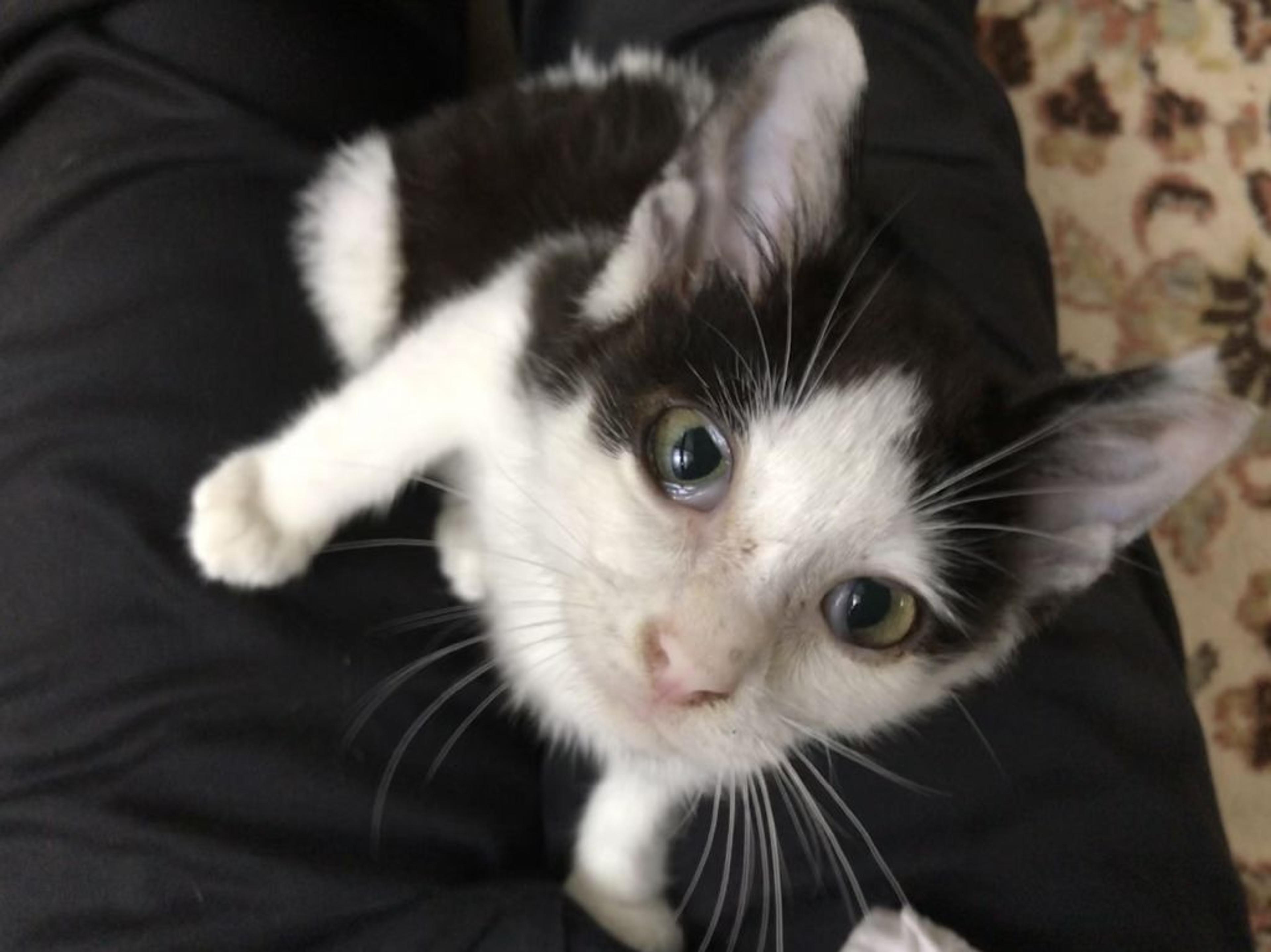 pet-image-4