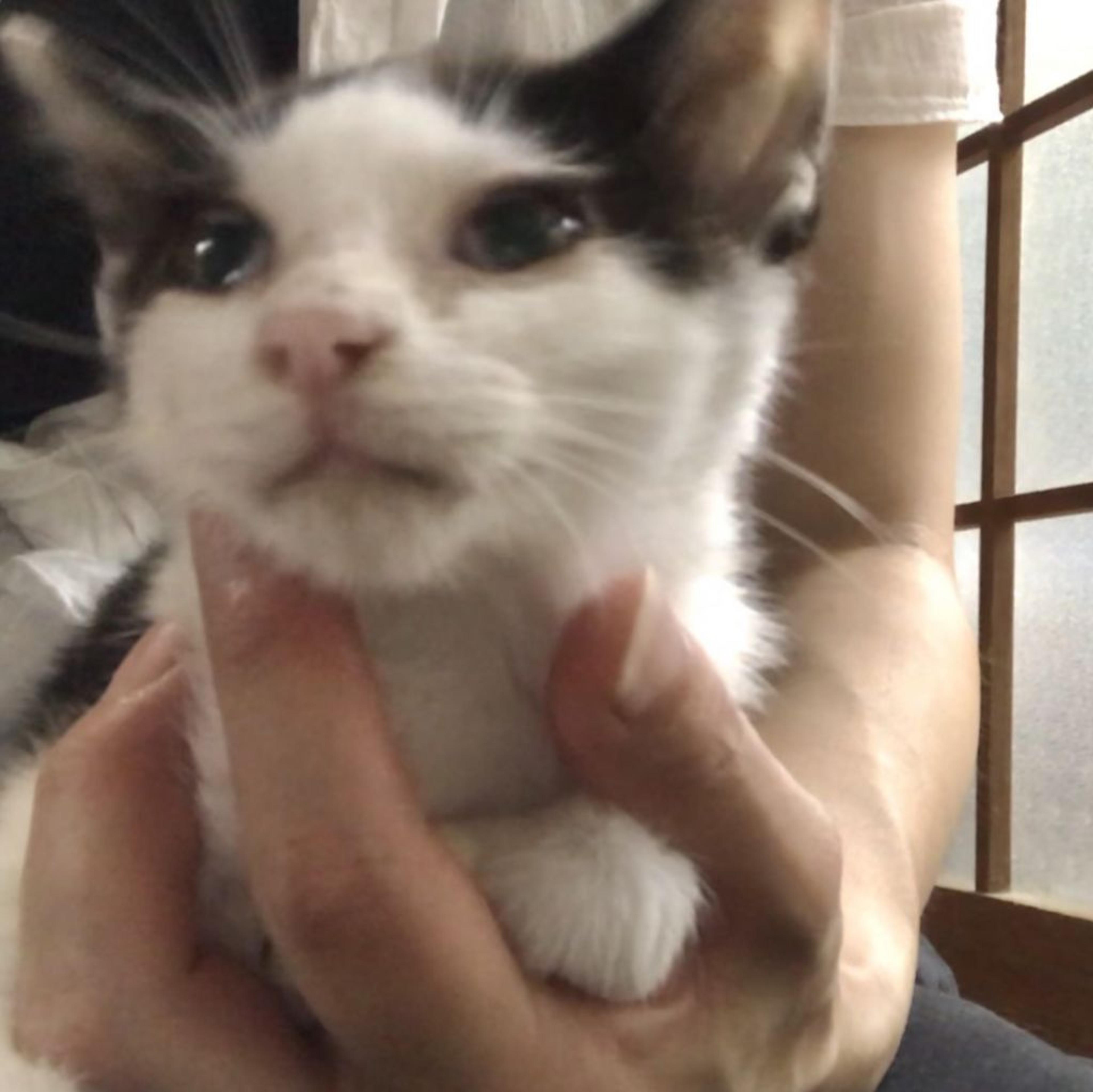 pet-image-5