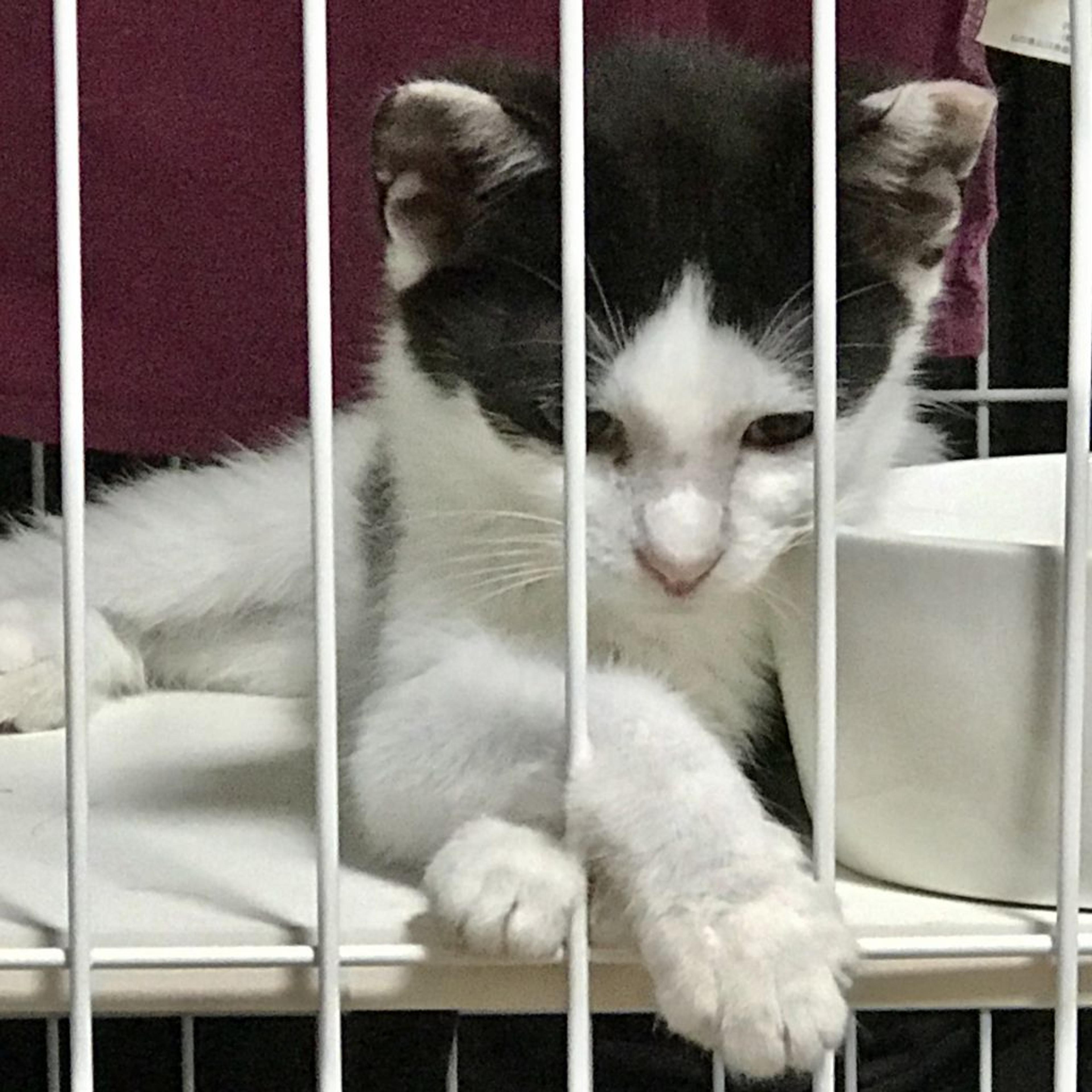 pet-image-8
