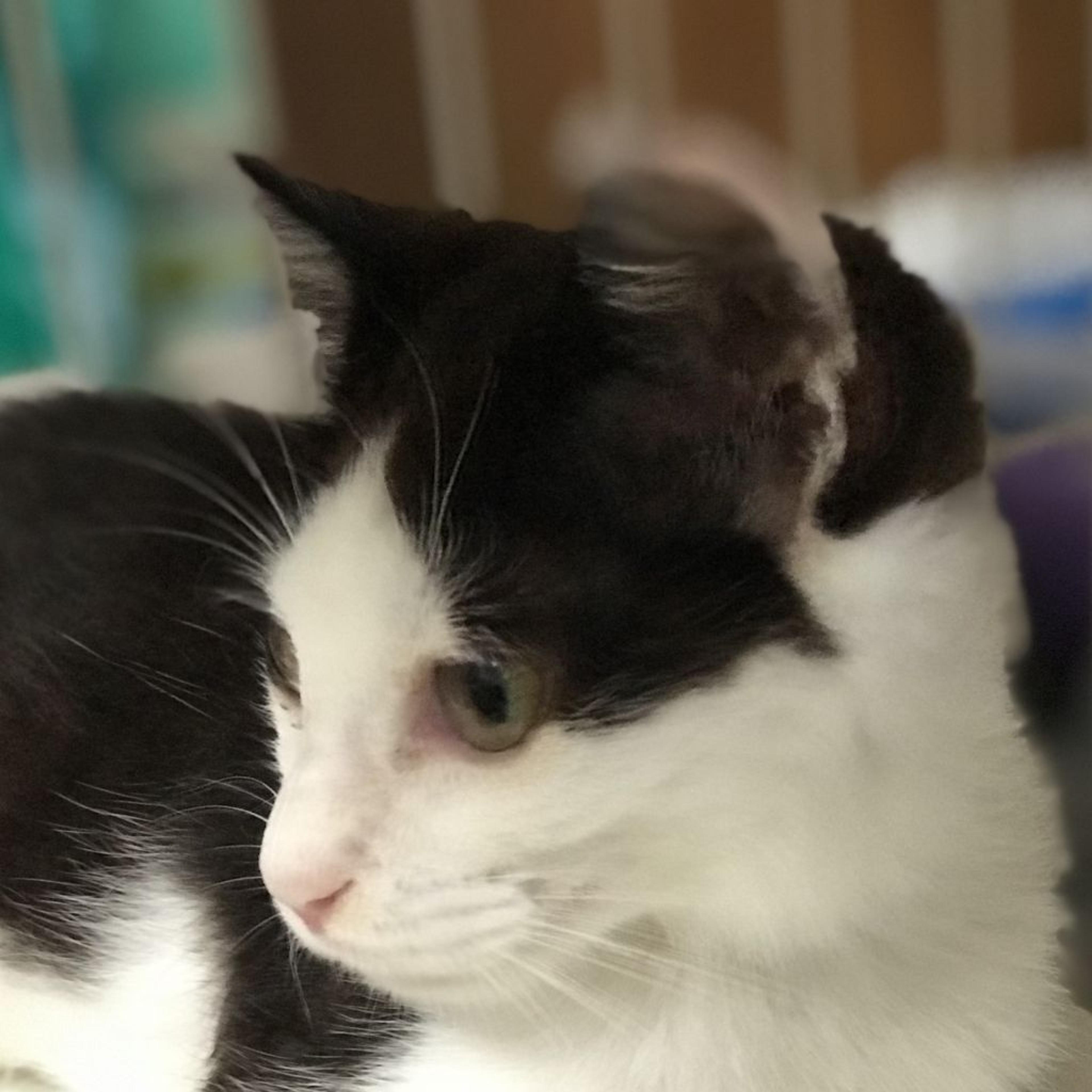 pet-image-9