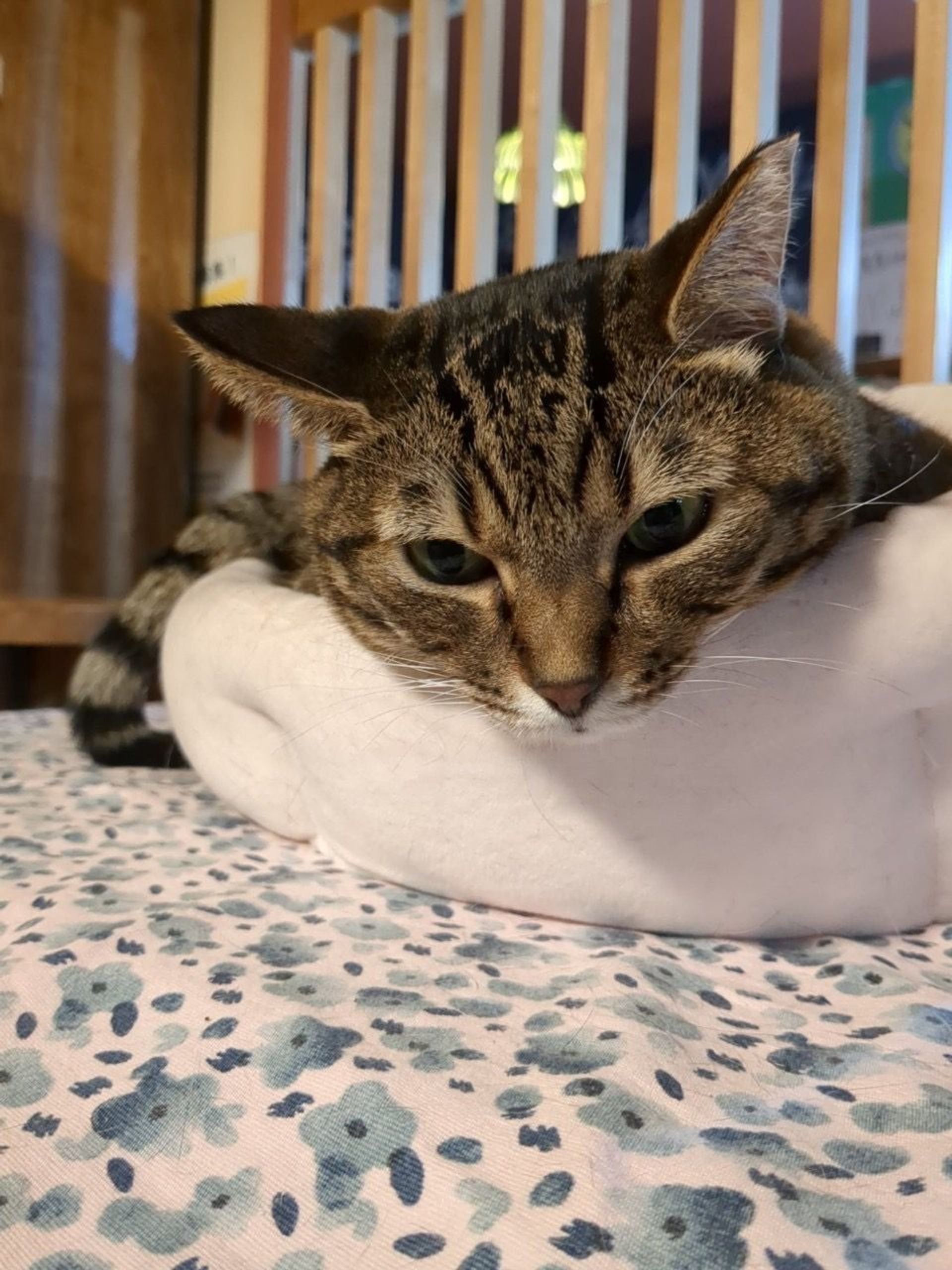 雑種（ミックス猫）・メスの里親募集の写真