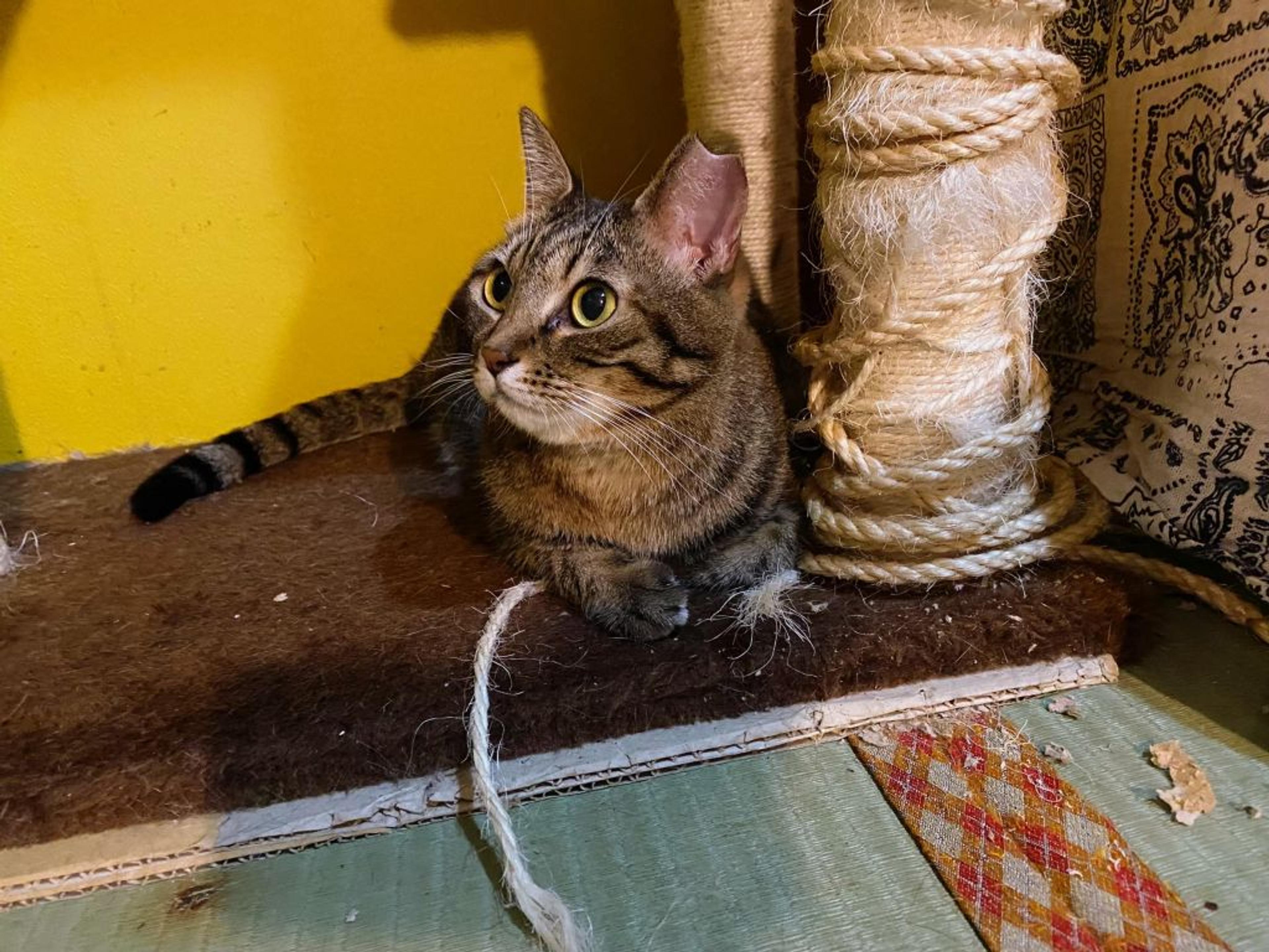 pet-image-3