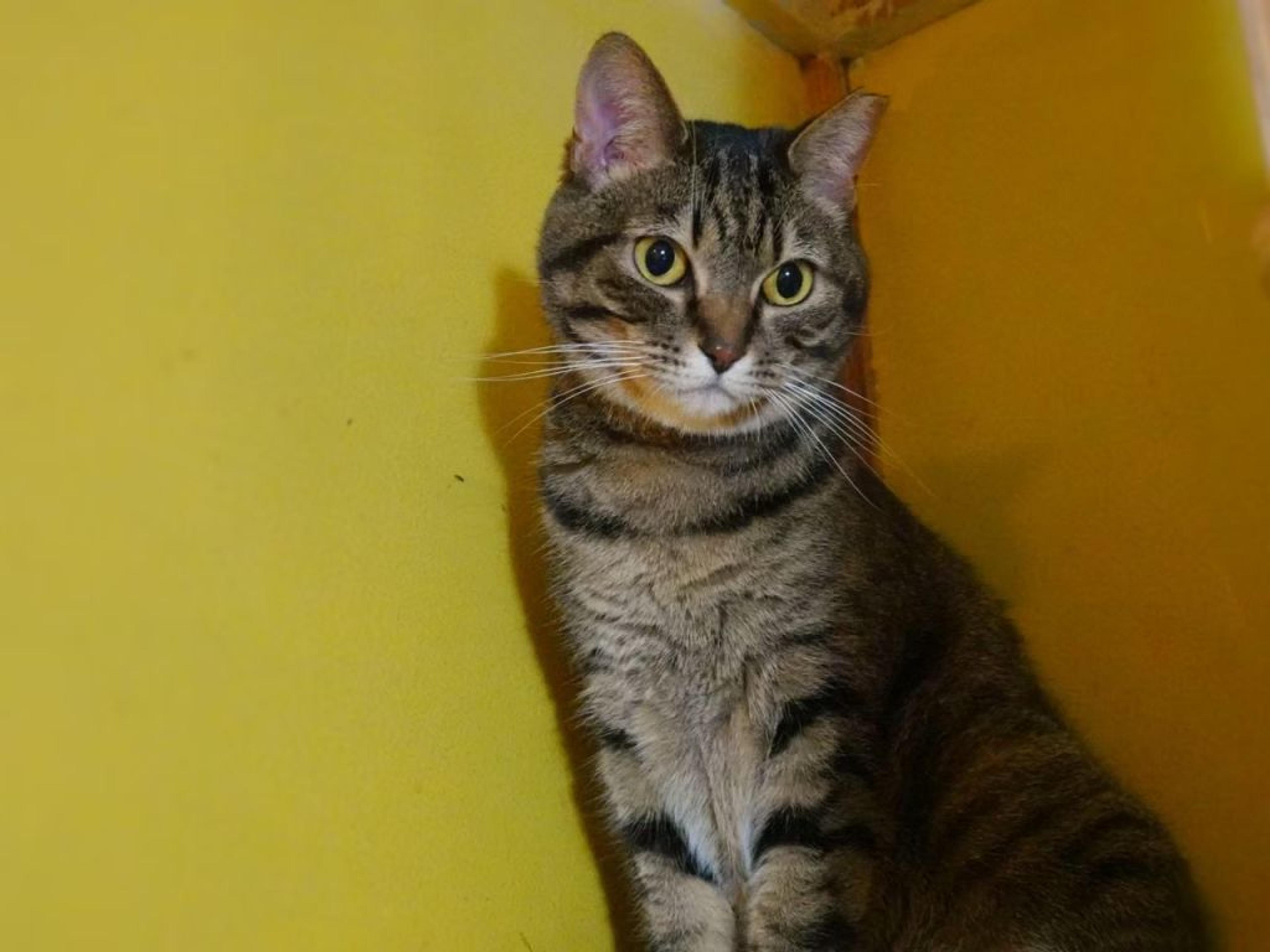 pet-image-5