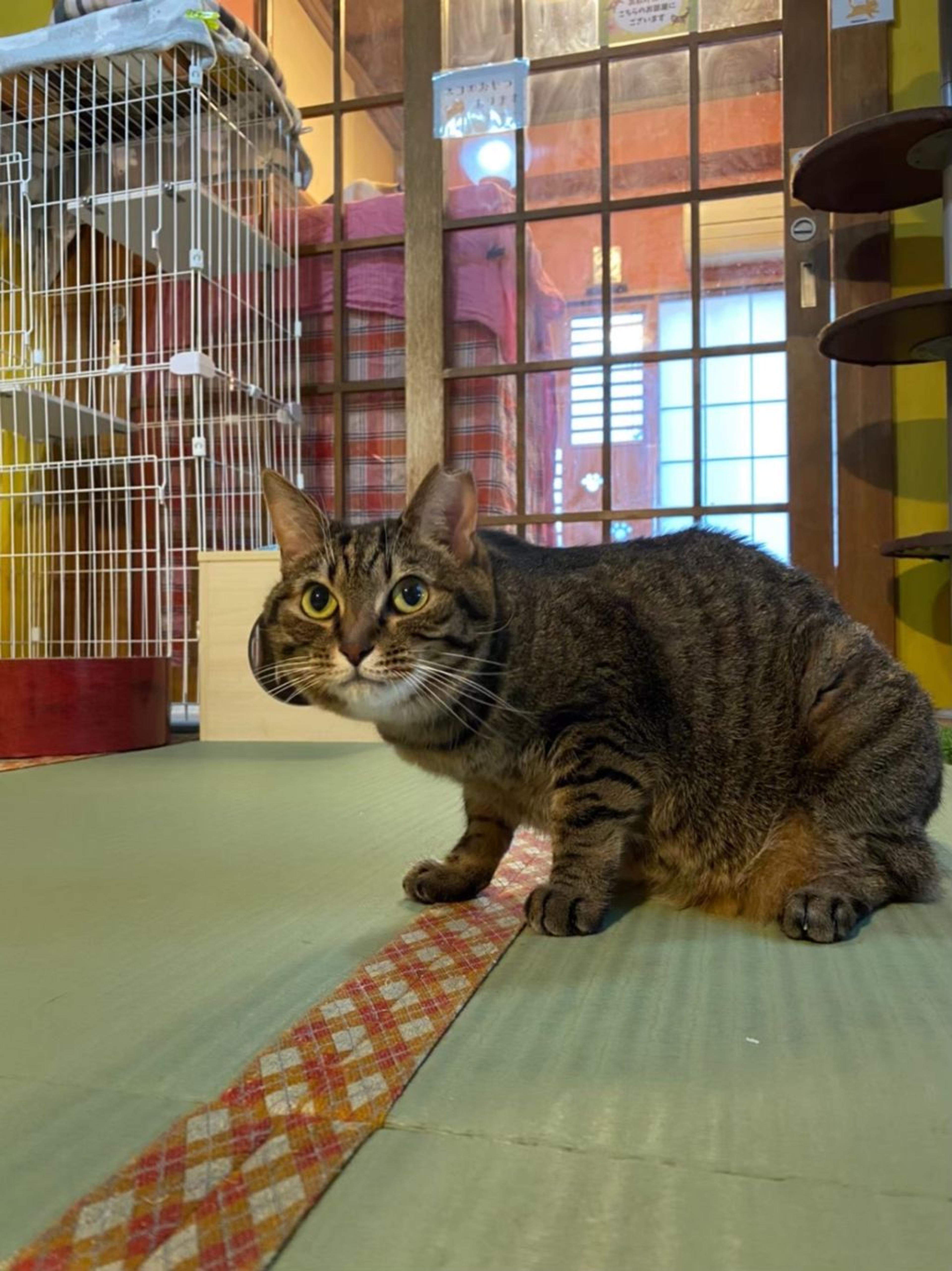 pet-image-6