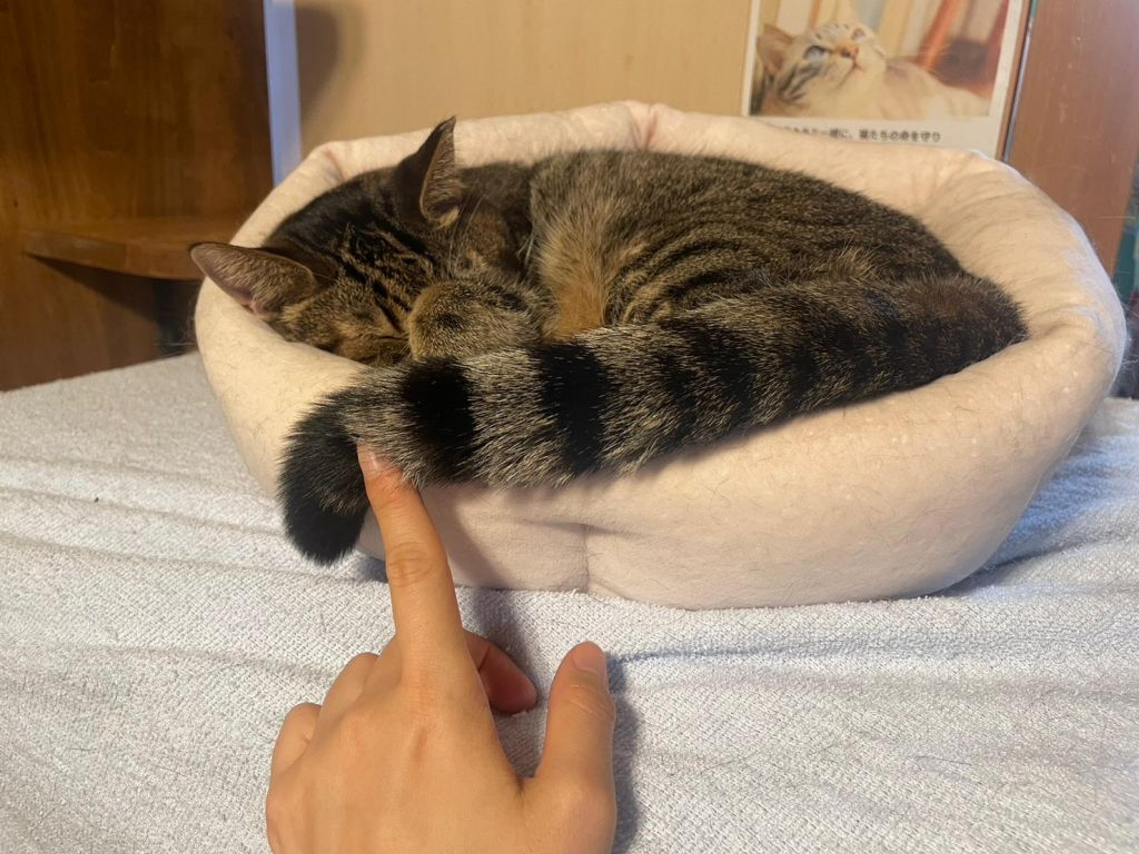 pet-image-7