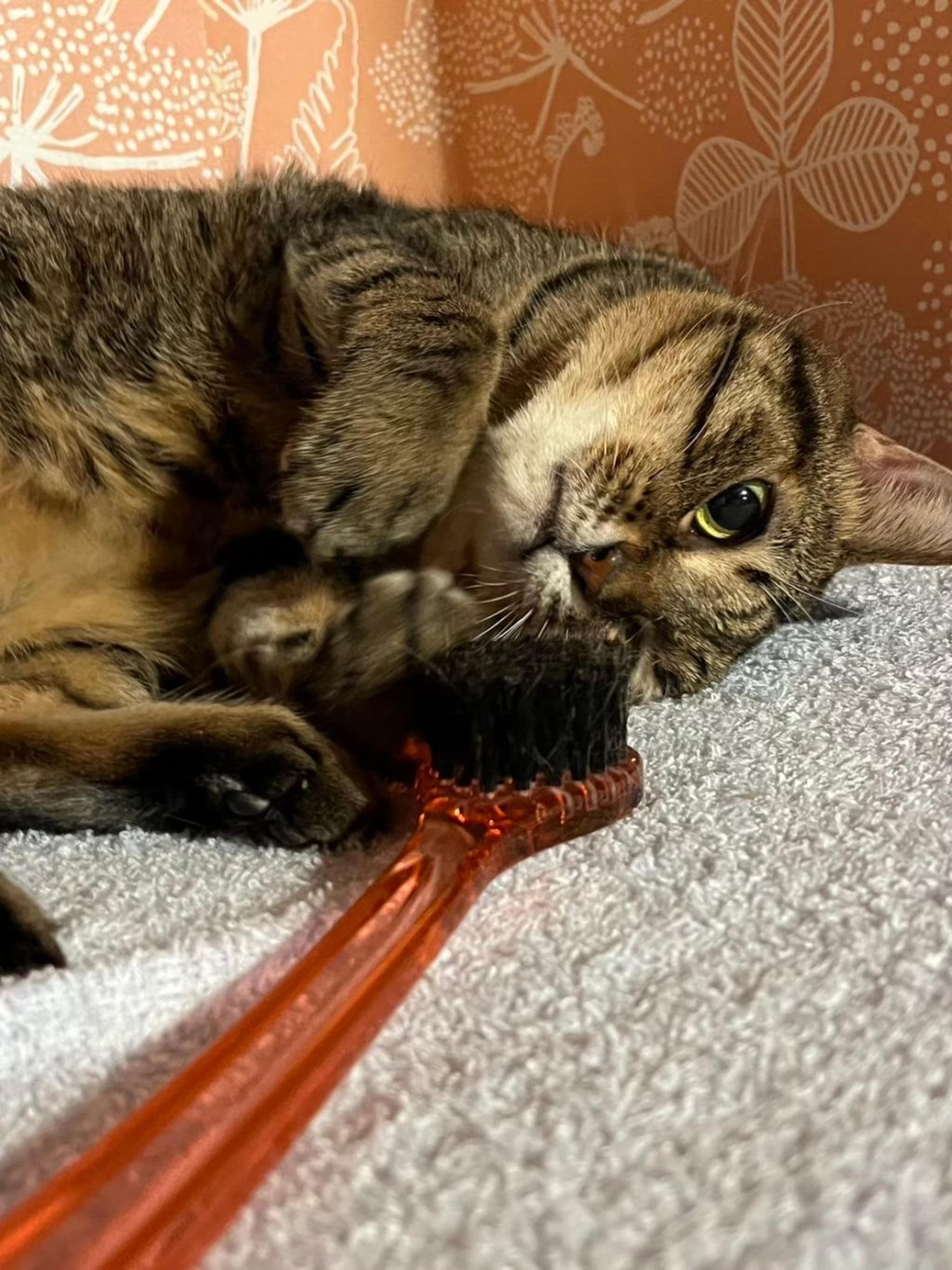 pet-image-8