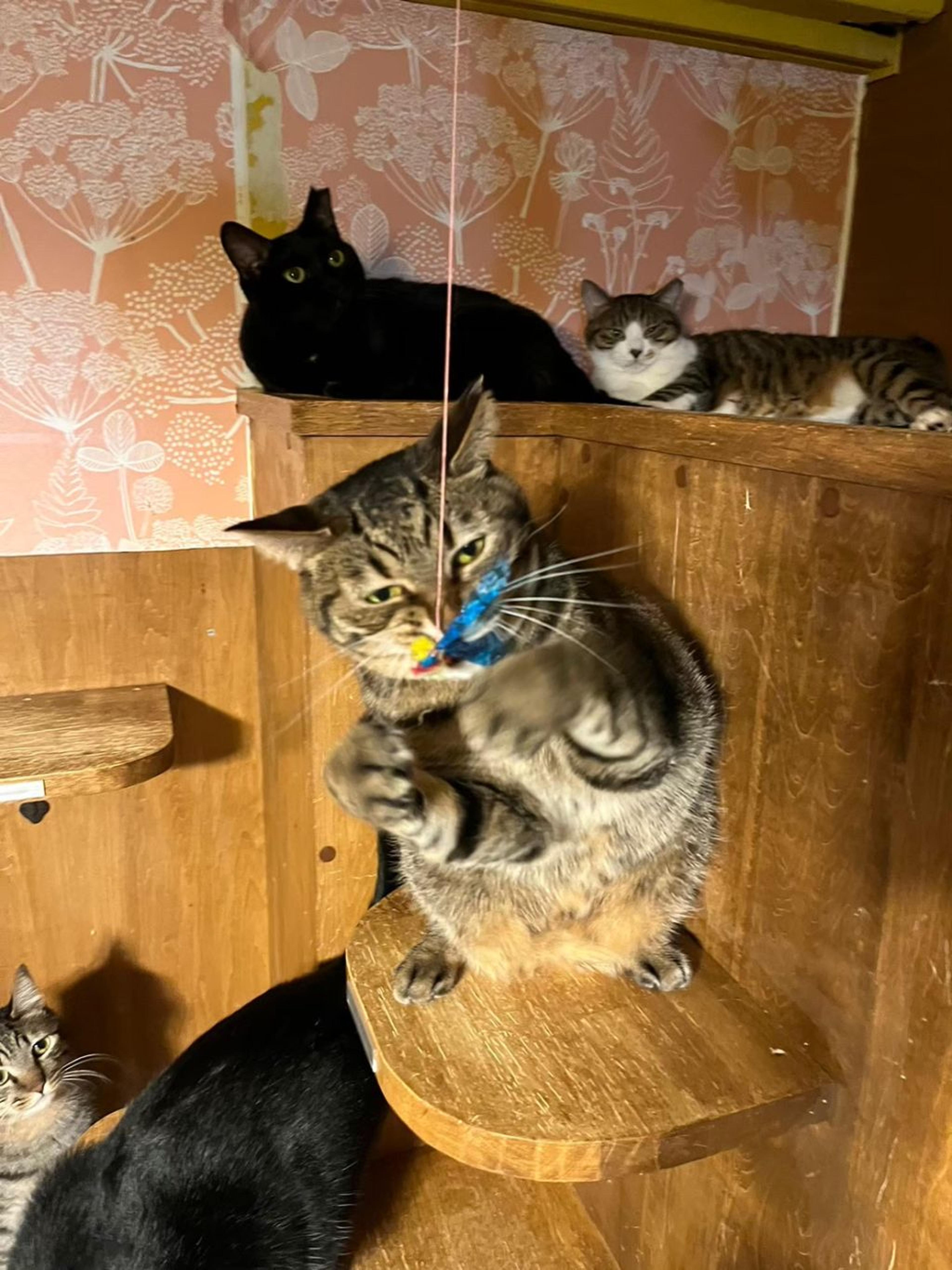 pet-image-9