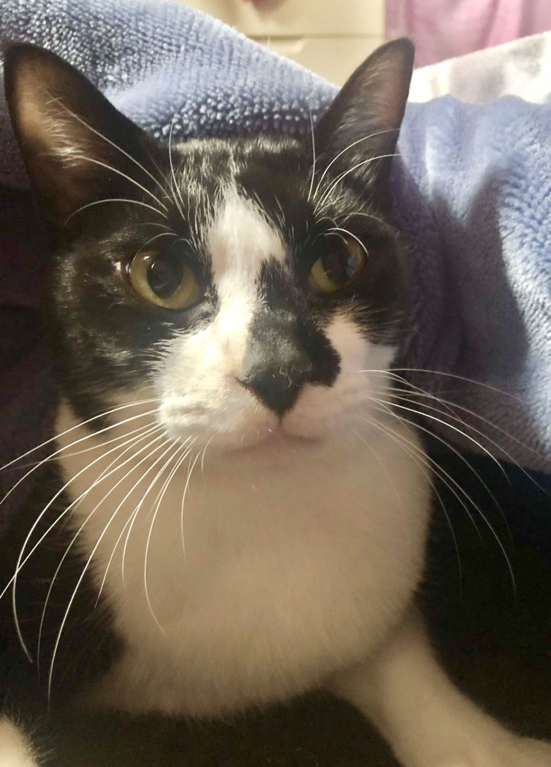 雑種（ミックス猫）・オスの里親募集の写真