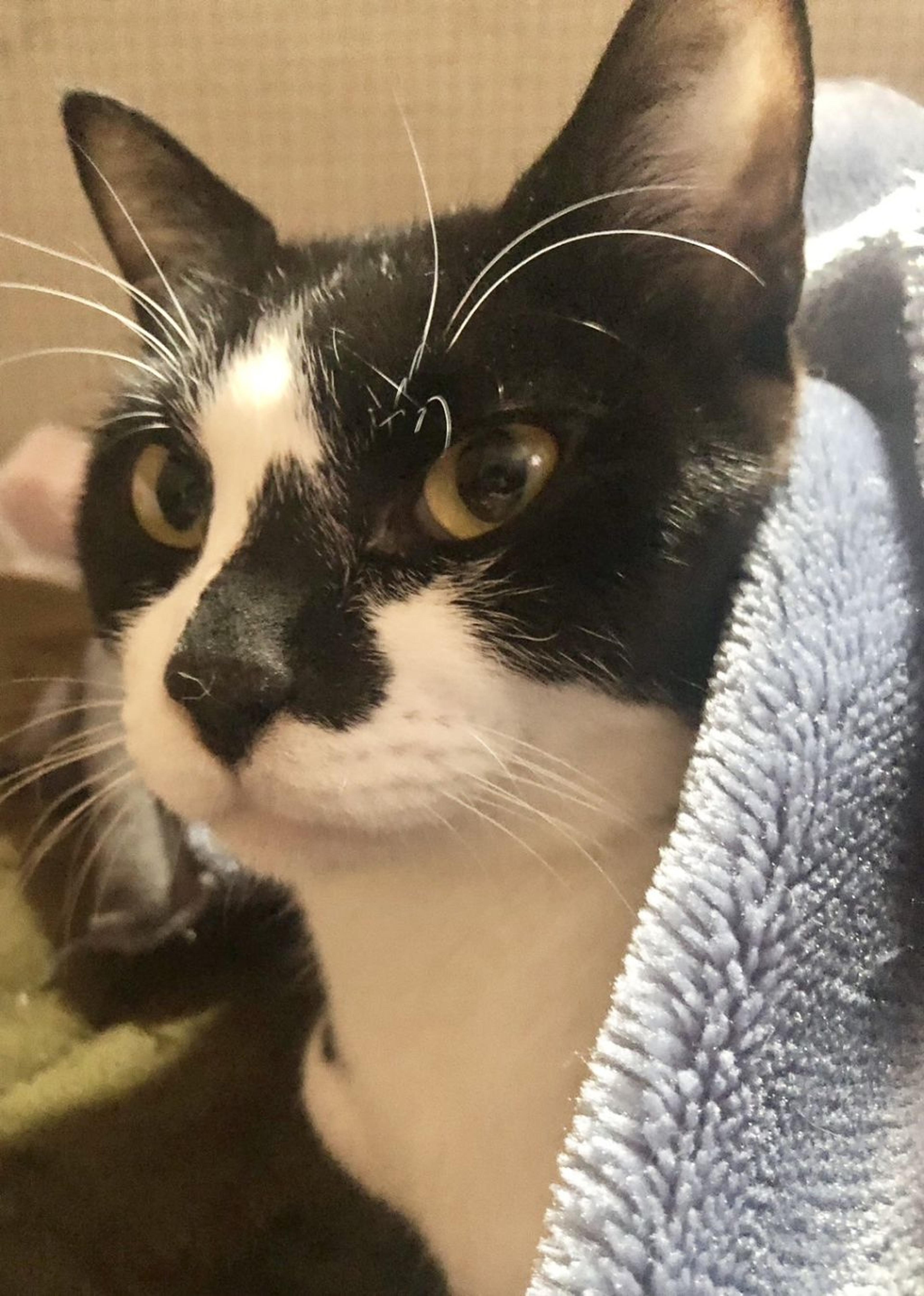 pet-image-2
