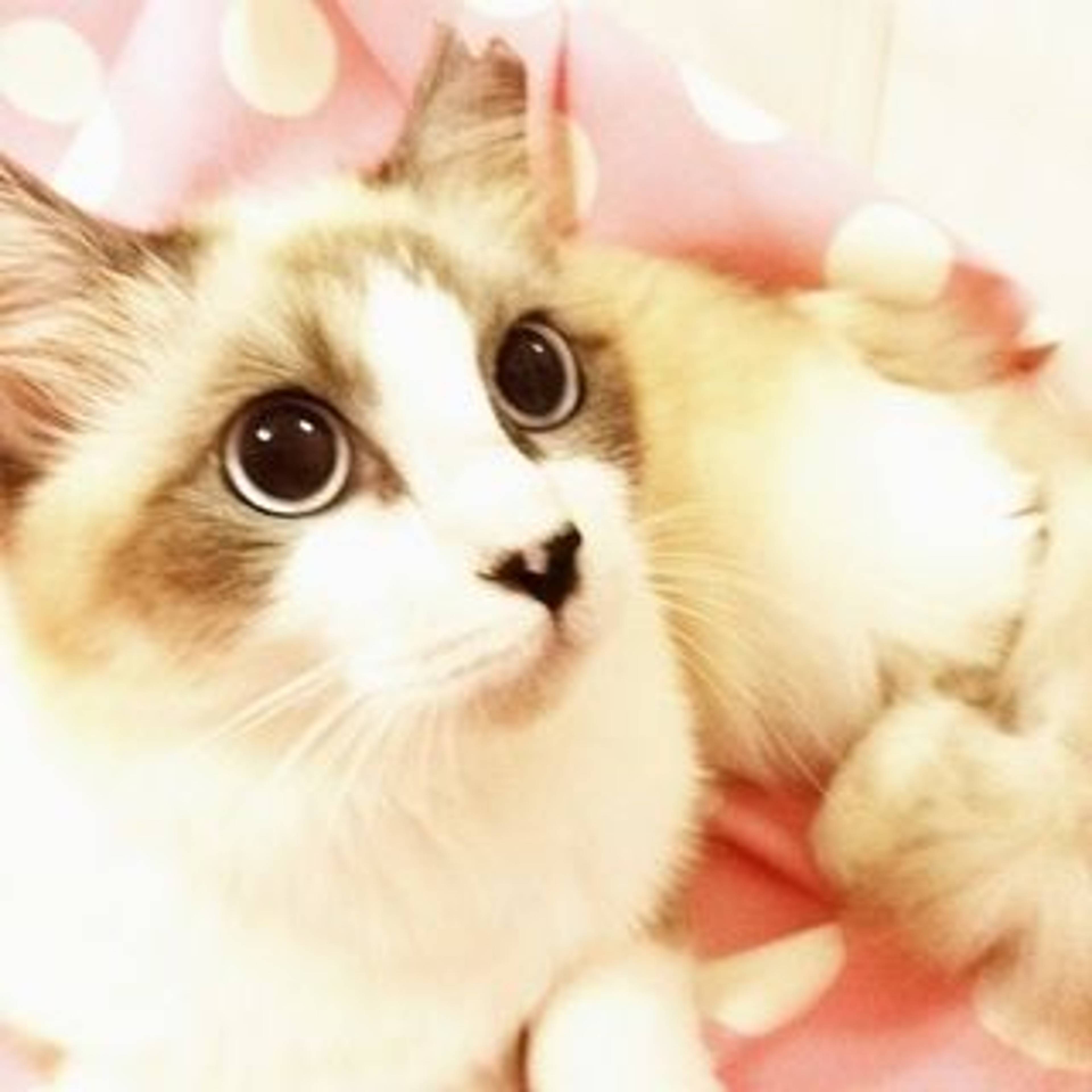 雑種（ミックス猫）・メスの里親募集の写真