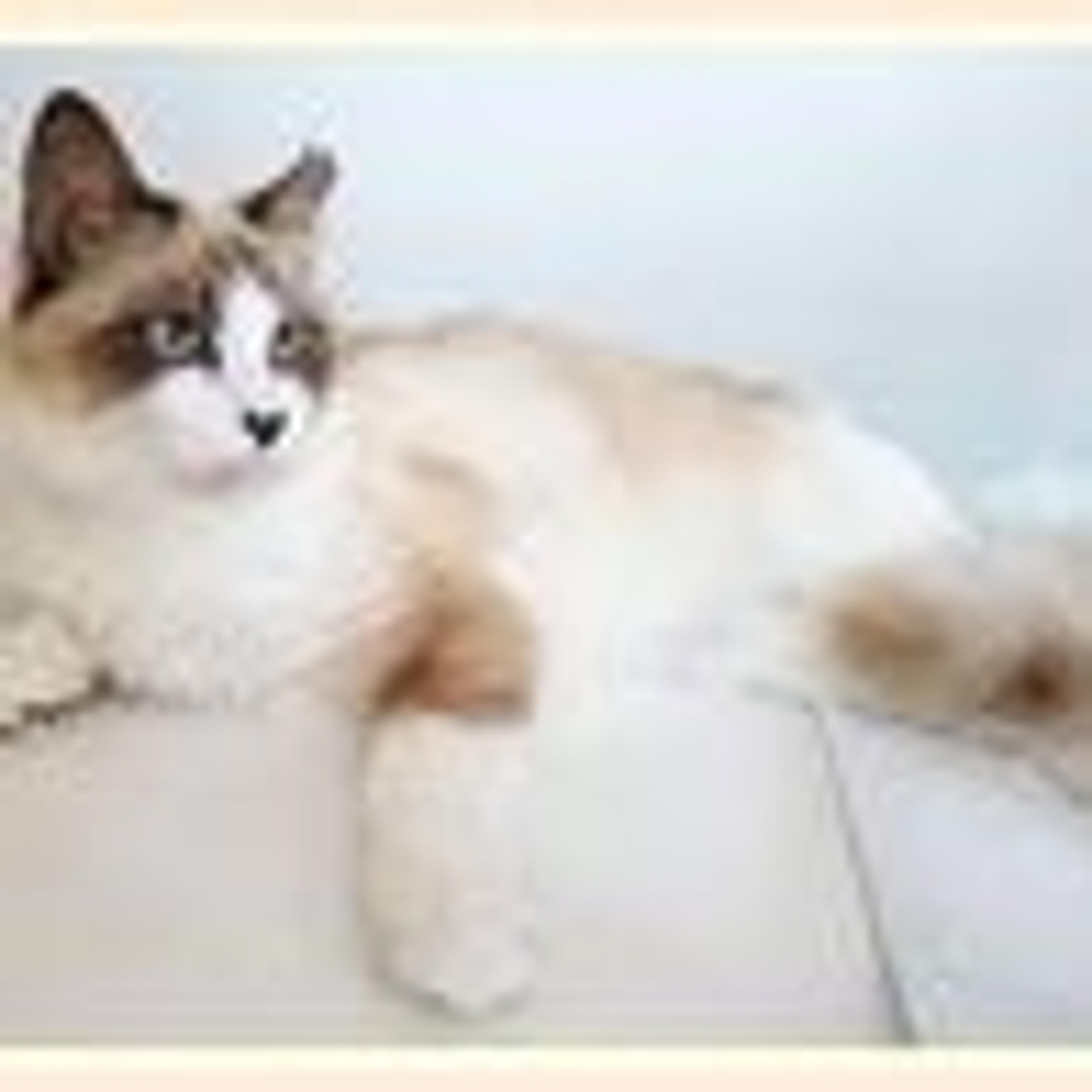 pet-image-3