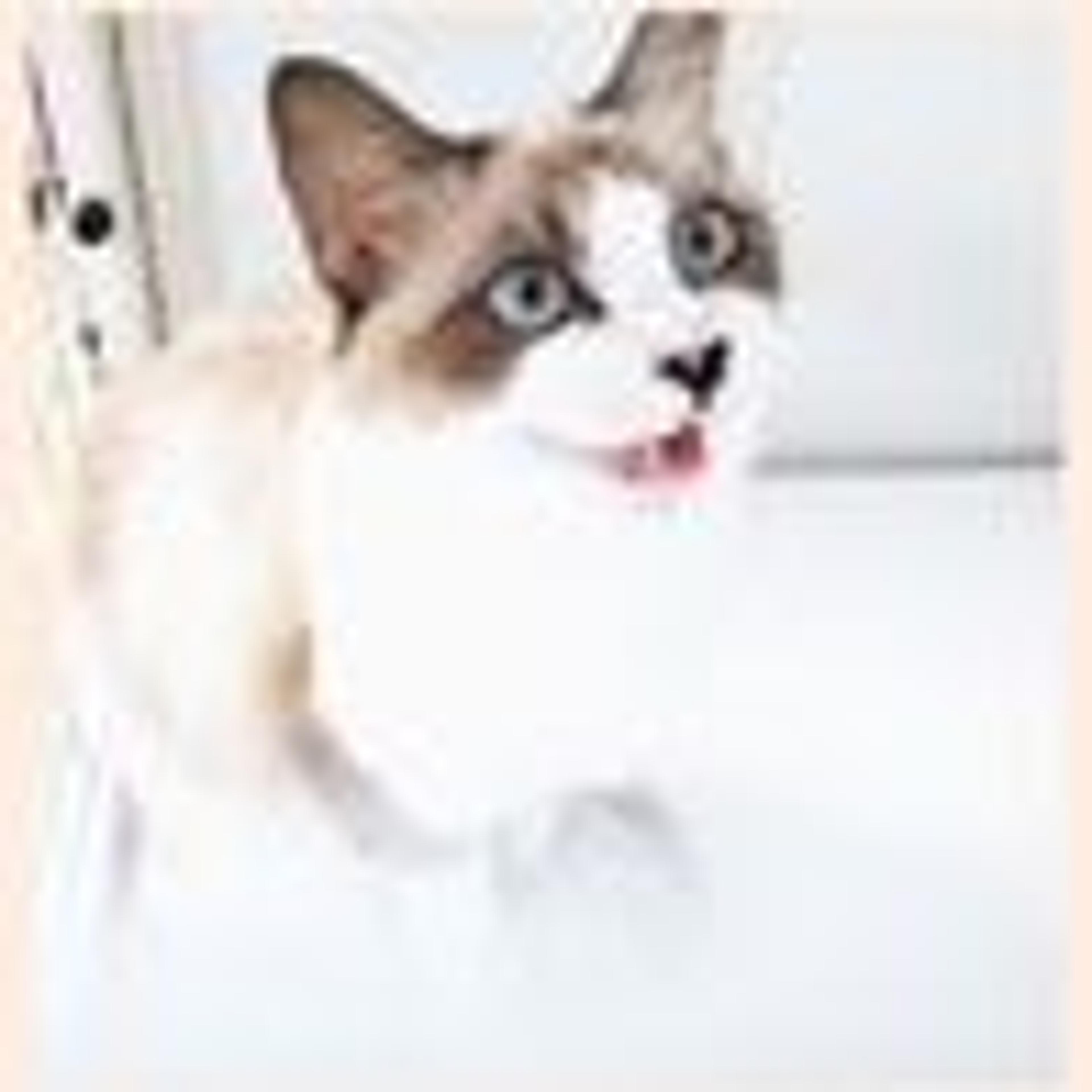 pet-image-4