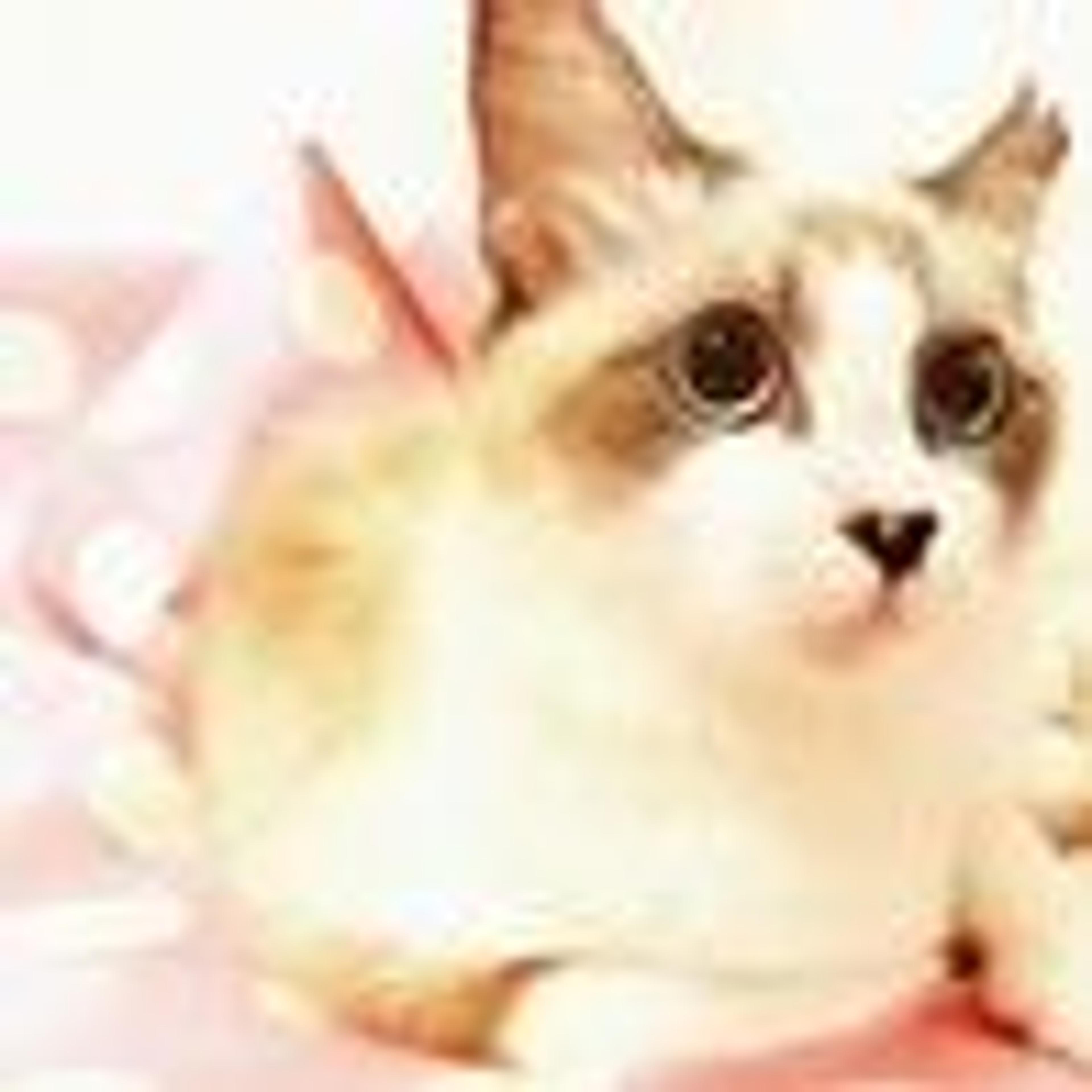 pet-image-6