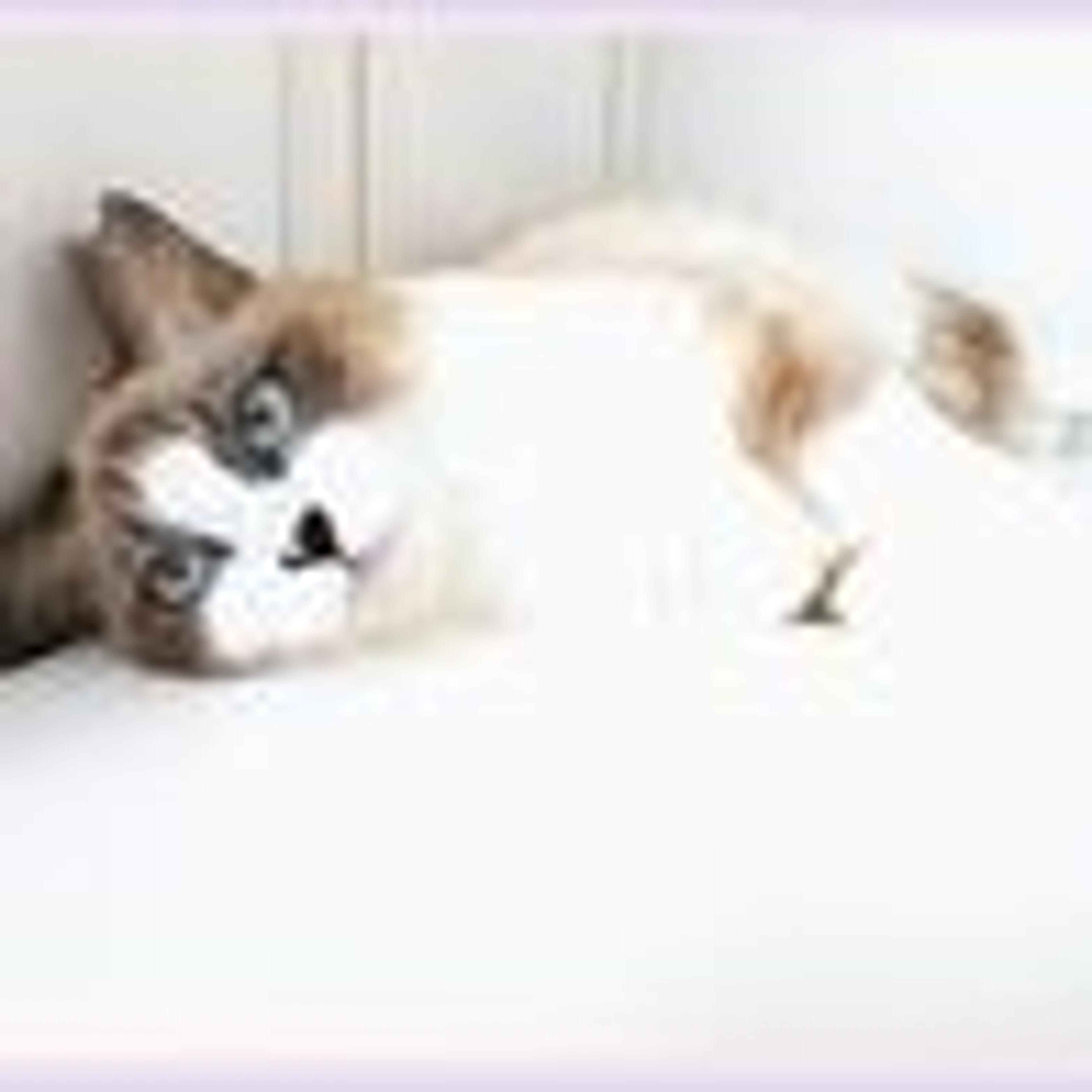 pet-image-7